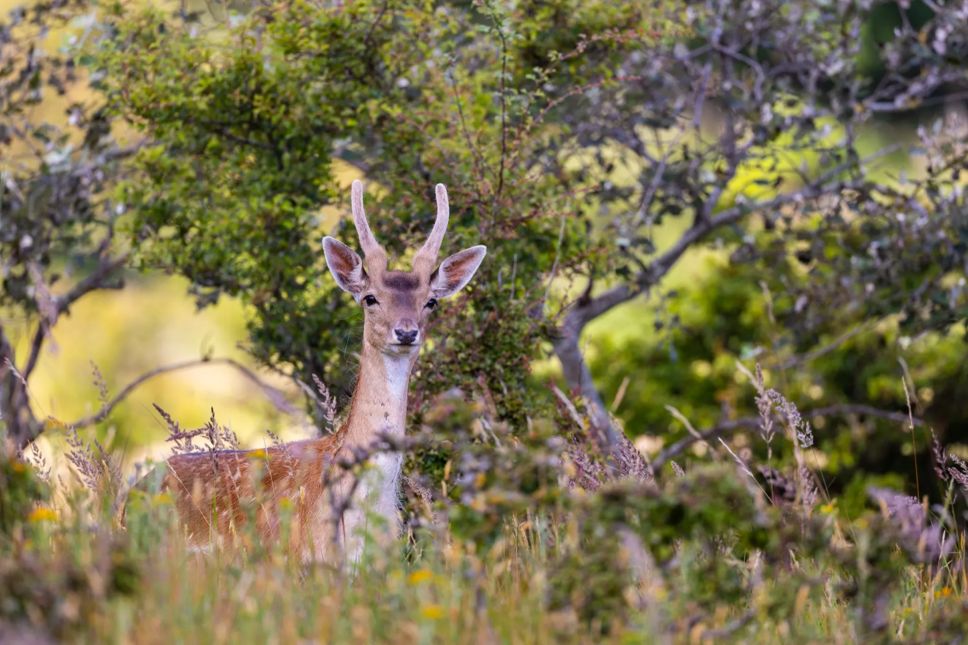 Deer - Amsterdamse Waterleidingduinen