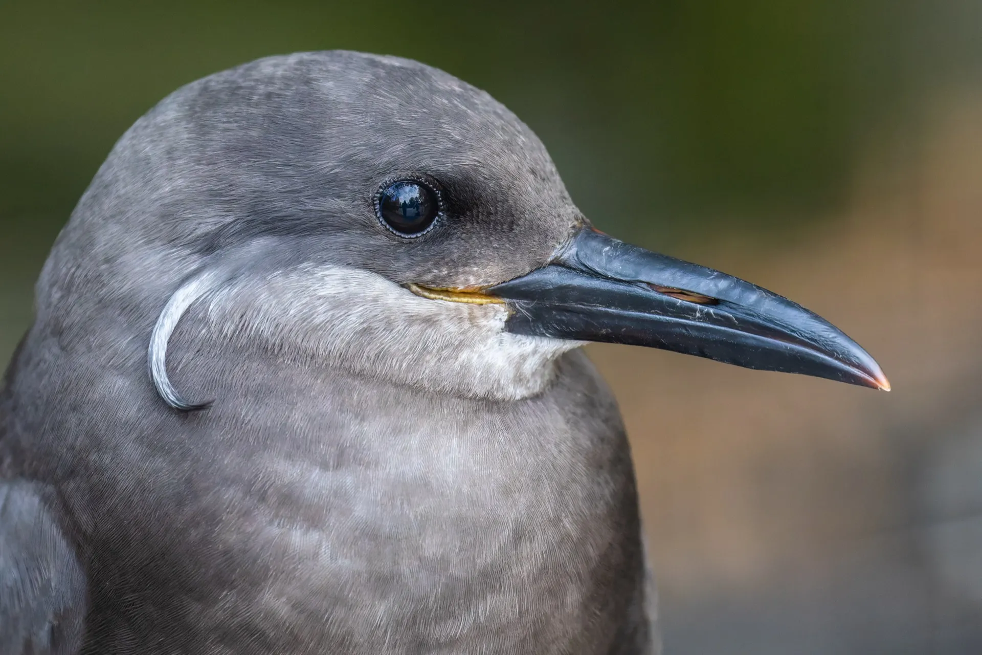Inca tern - Artis Amsterdam