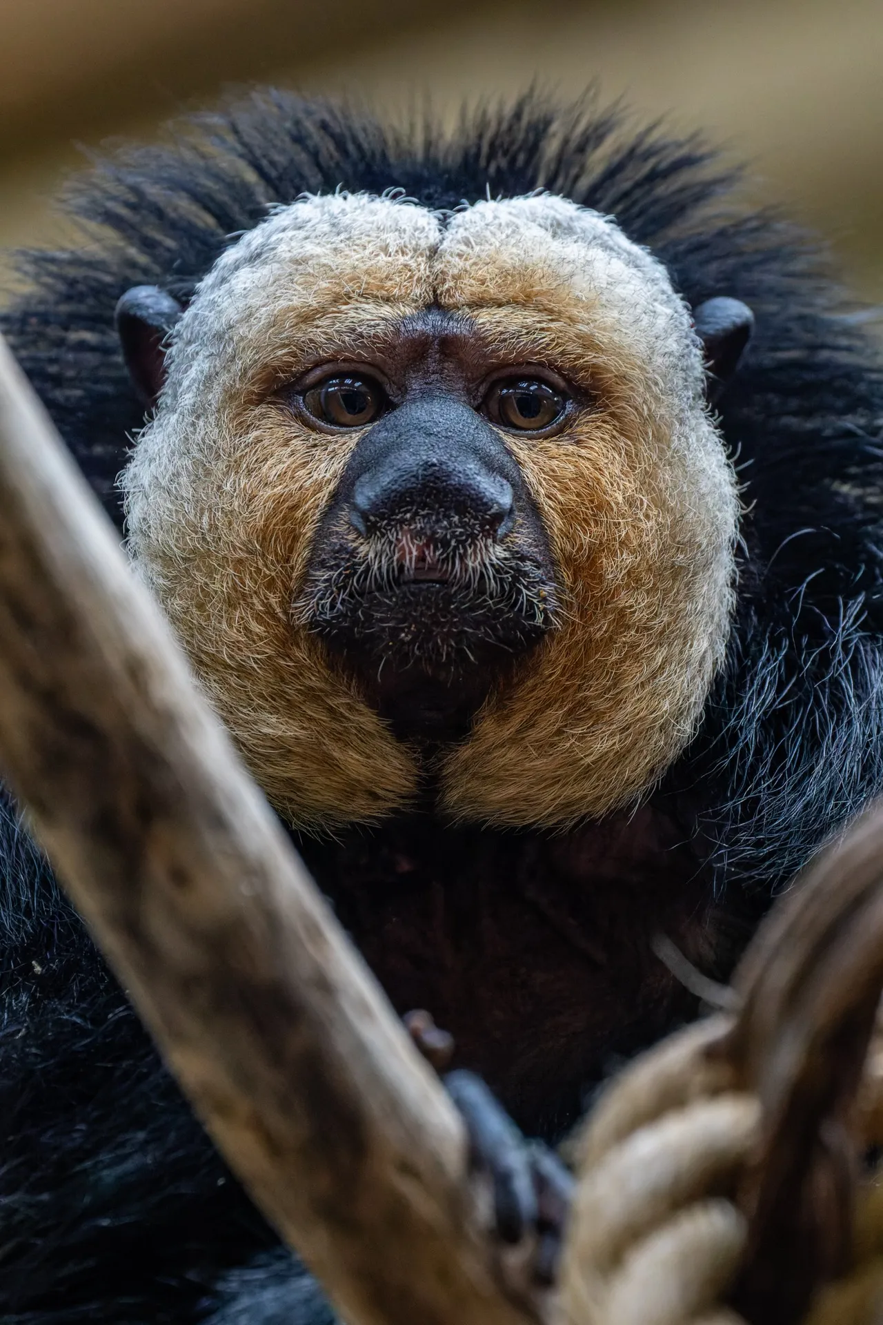 White-Faced Saki - Artis Amsterdam