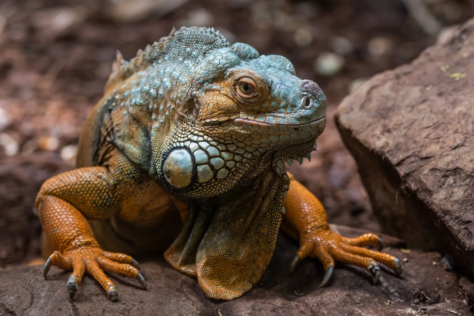 Iguana - Artis Amsterdam