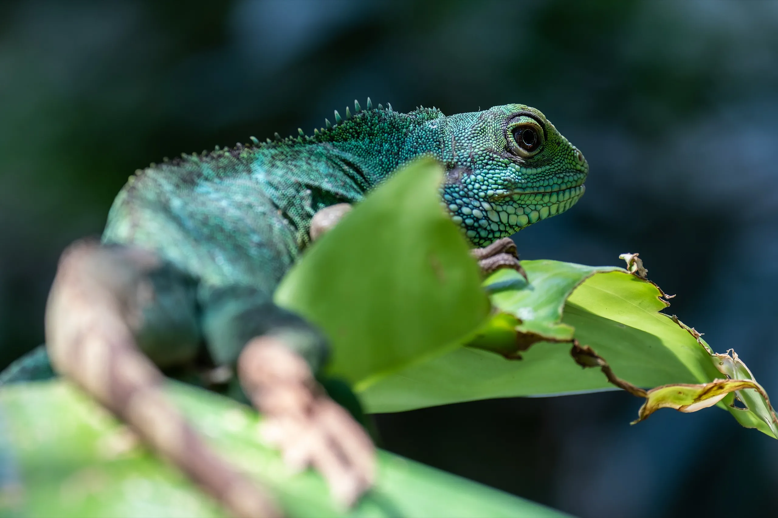 Chinese Water Dragon - Artis Amsterdam
