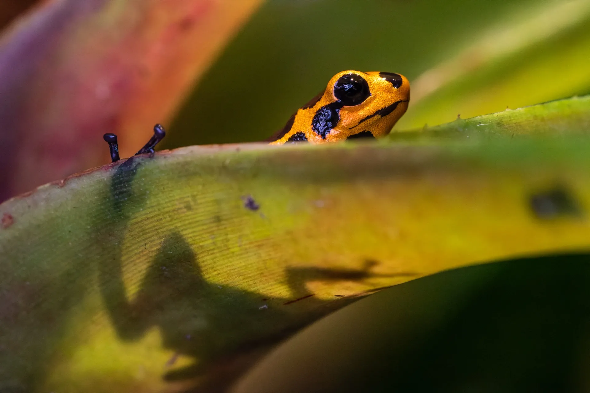 Poison Frog - Blijdorp Rotterdam