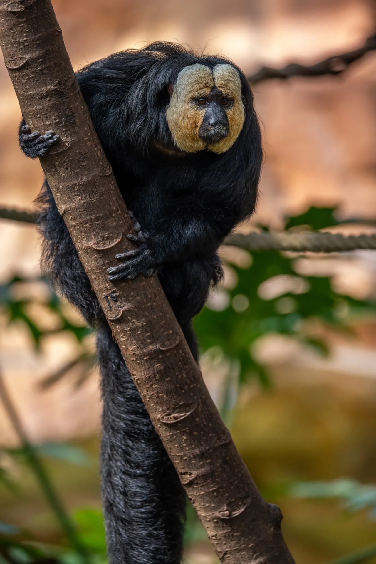 White-Faced Saki - Pairi Daiza