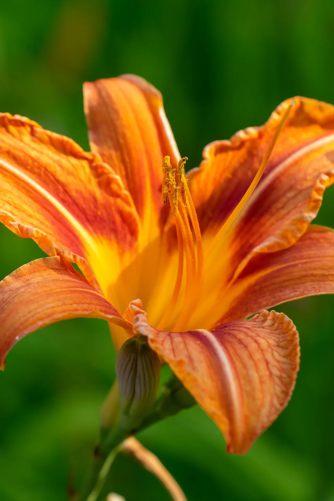 Orange Flower
