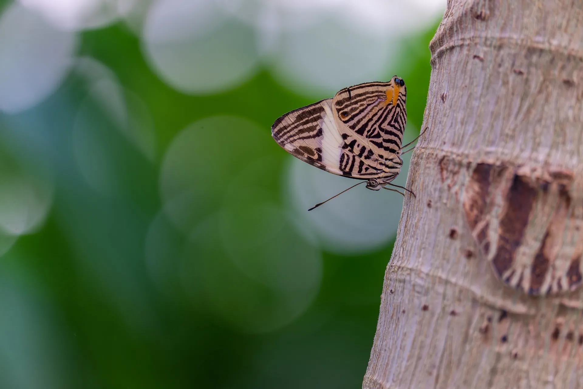 Butterfly - Blijdrop Rotterdam