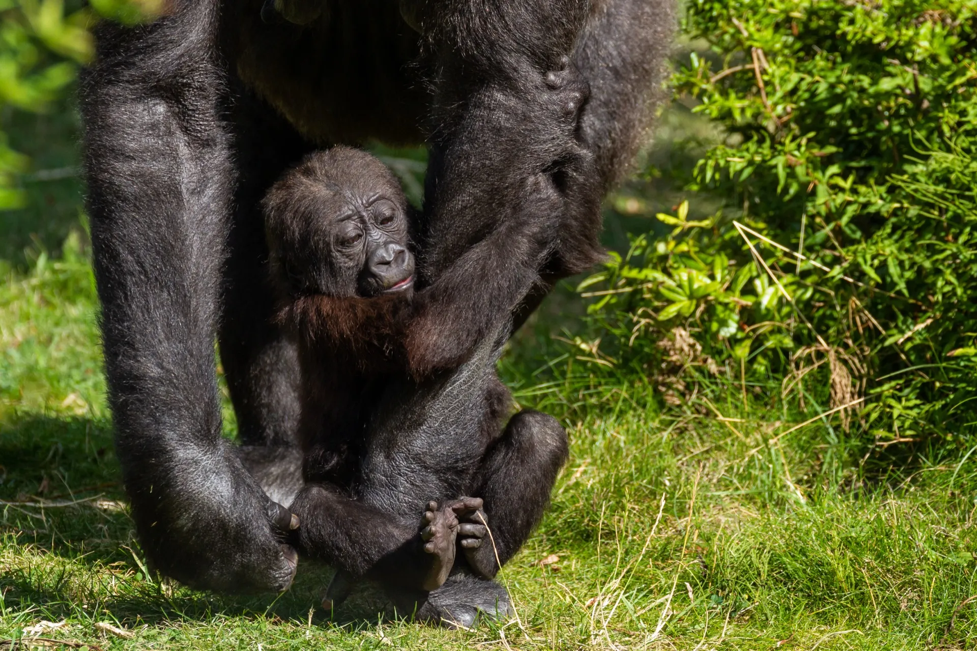 Baby Gorila - Blijdorp Rotterdam