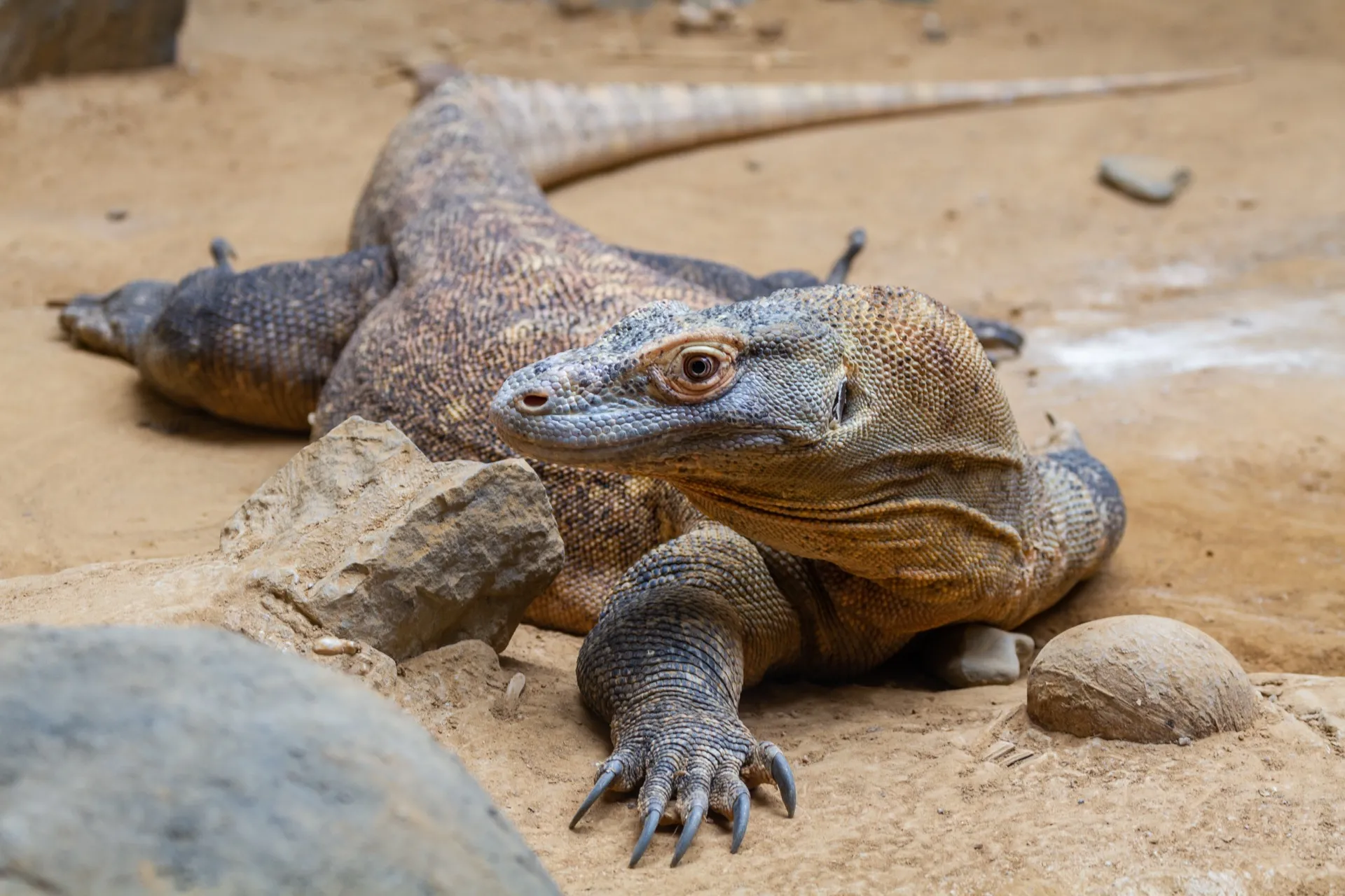 Komodo Dragon - Blijdorp Rotterdam