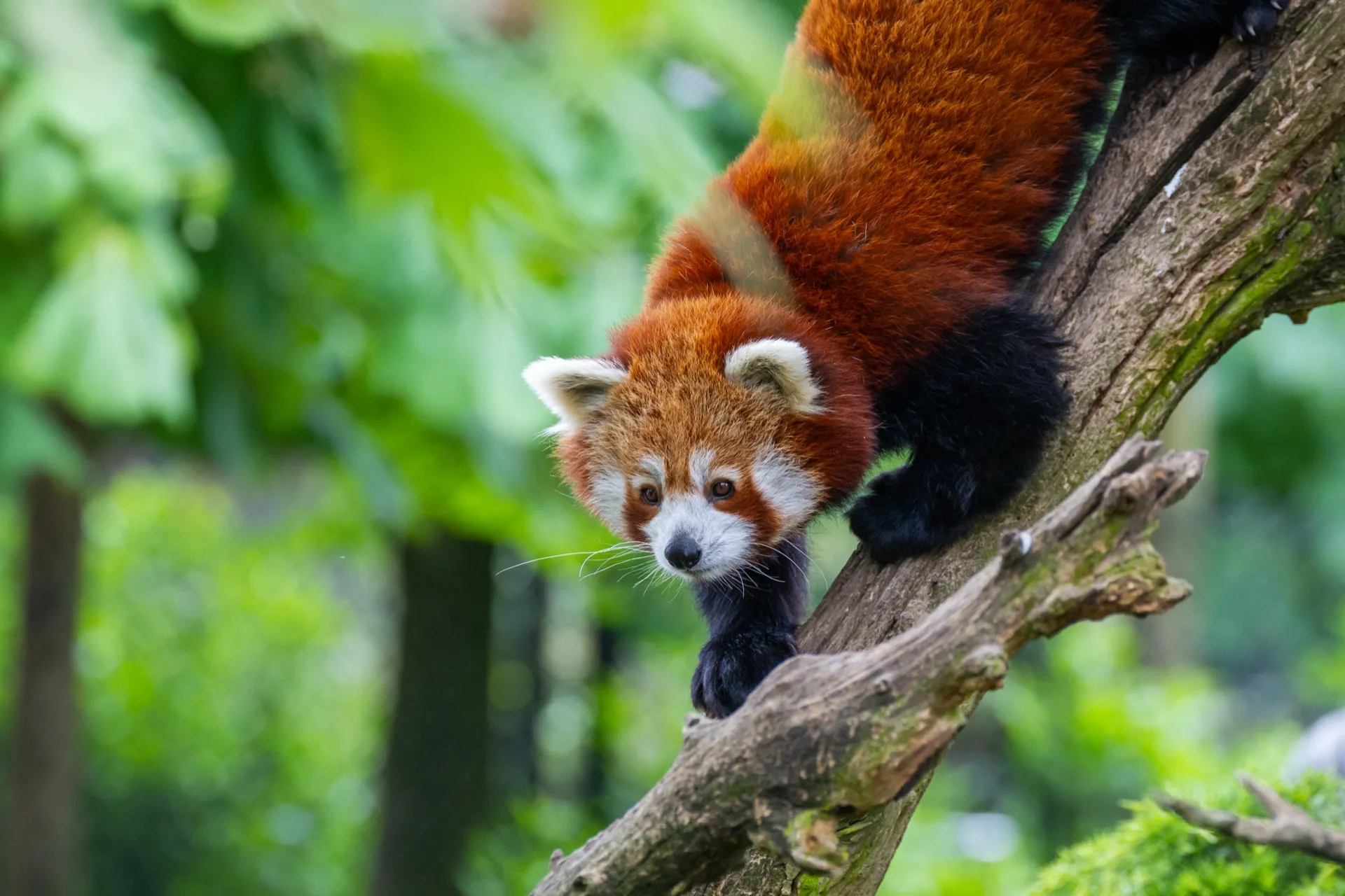 Red Panda - Blijdorp Rotterdam