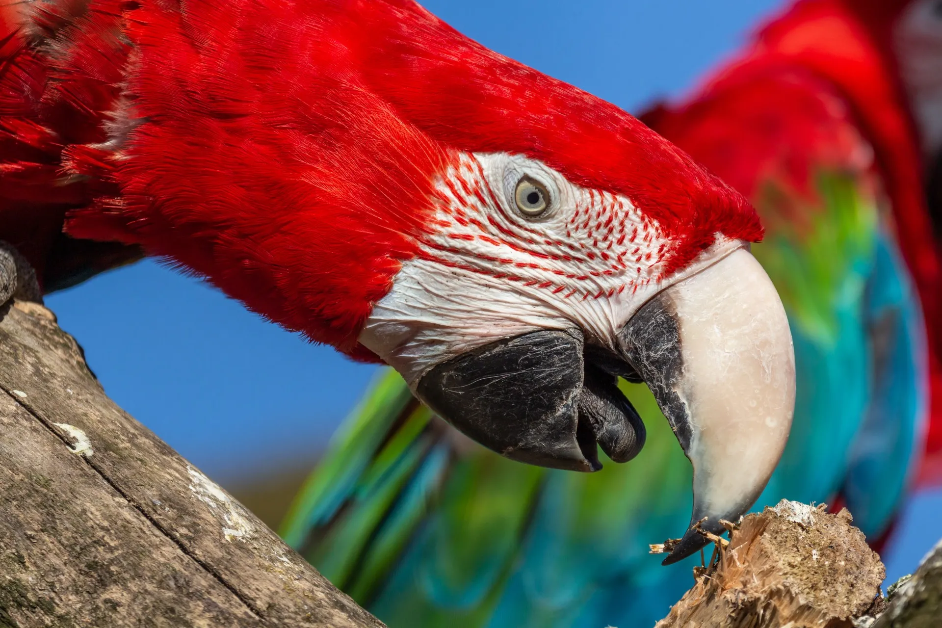 Green-Winged Macaw - Blijdorp Rotterdam