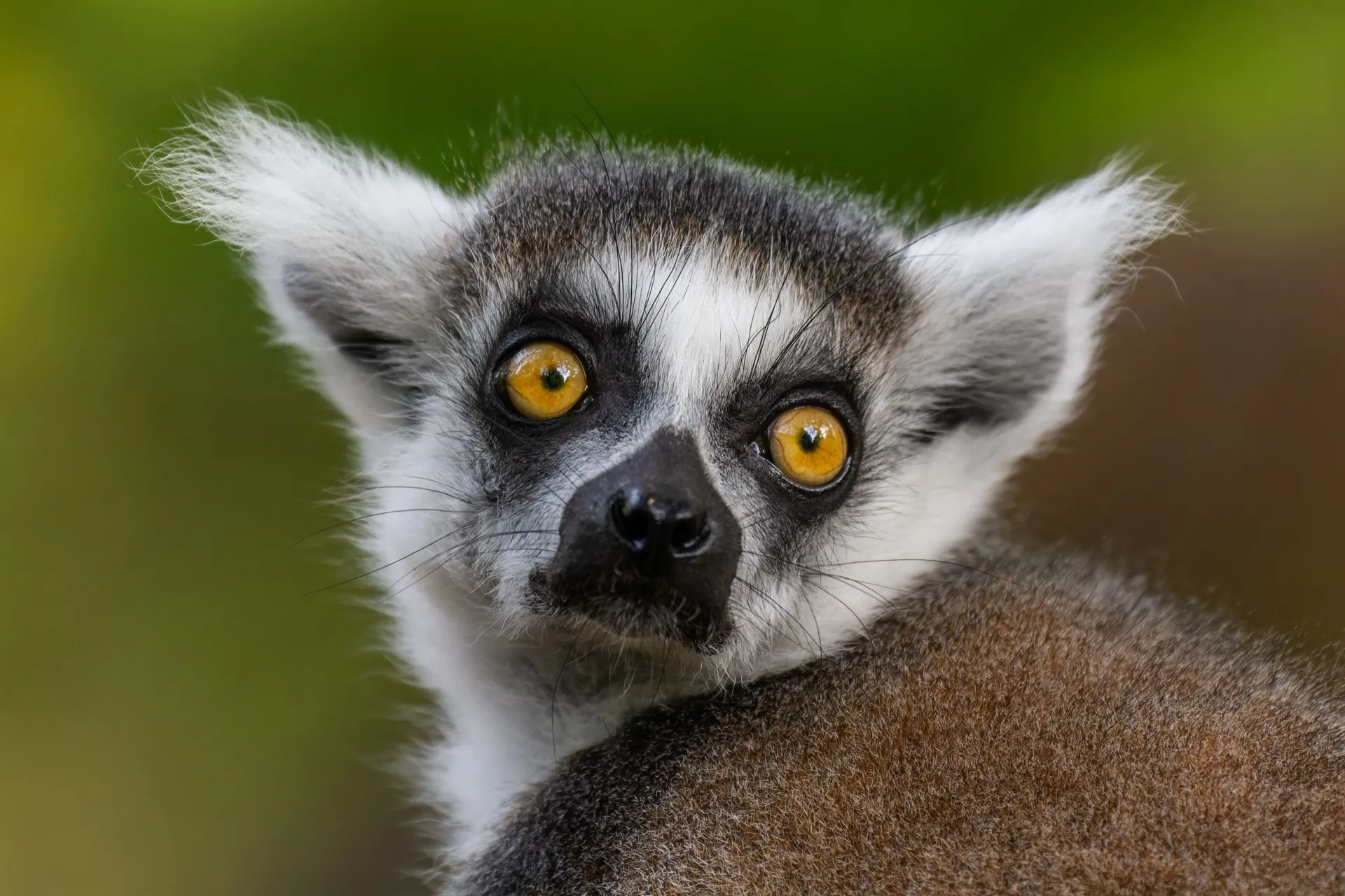 Ring-Tailed Lemur - Apenheul