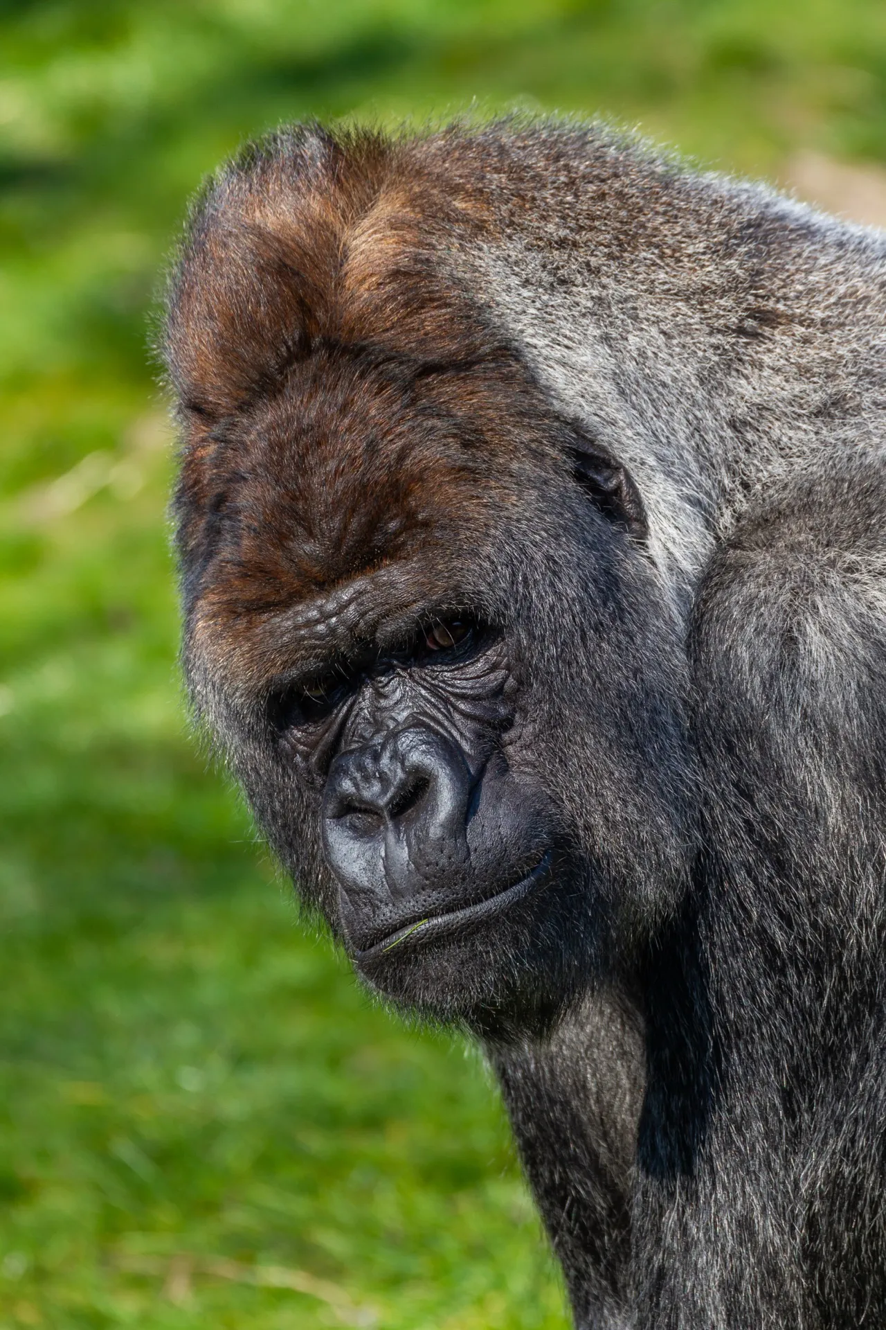 Gorilla (Bokito) - Blijdorp Rotterdam