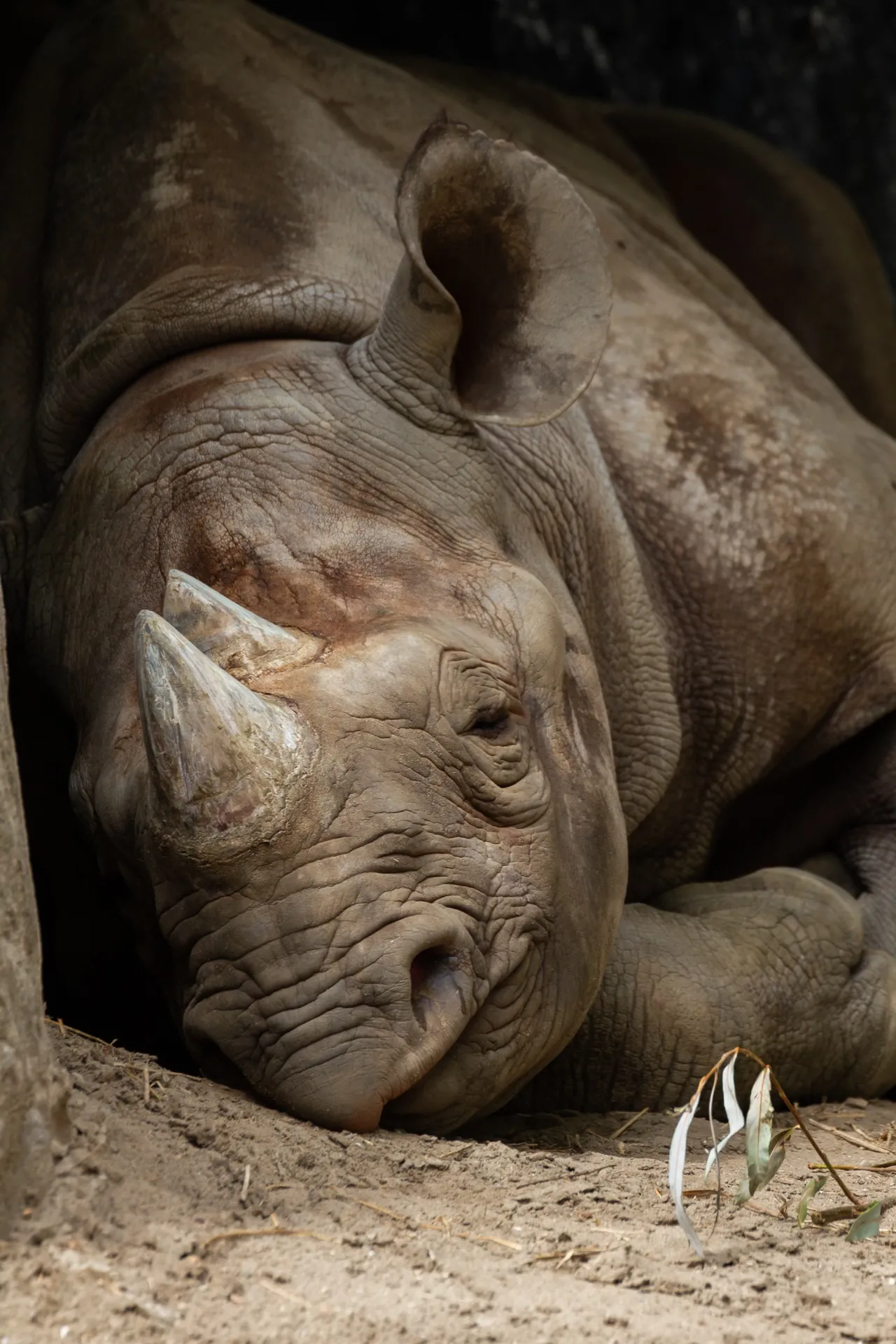 Black Rhino - Blijdorp Rotterdam