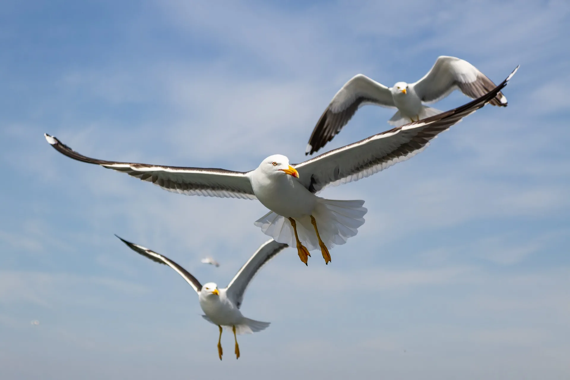 Seagulls - Ferry Texel
