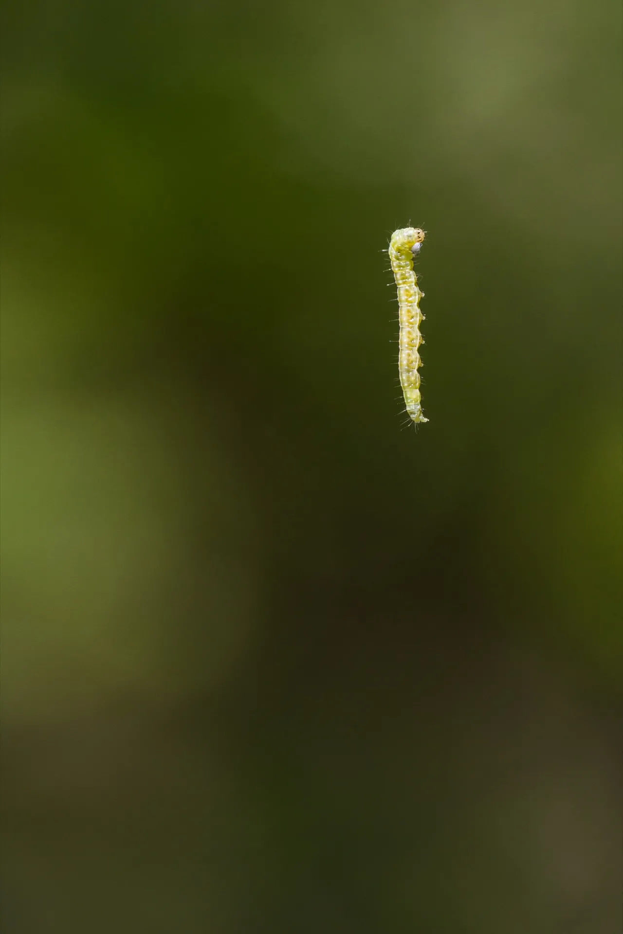 Floating Caterpillar - Amsterdamse Waterleidingduinen