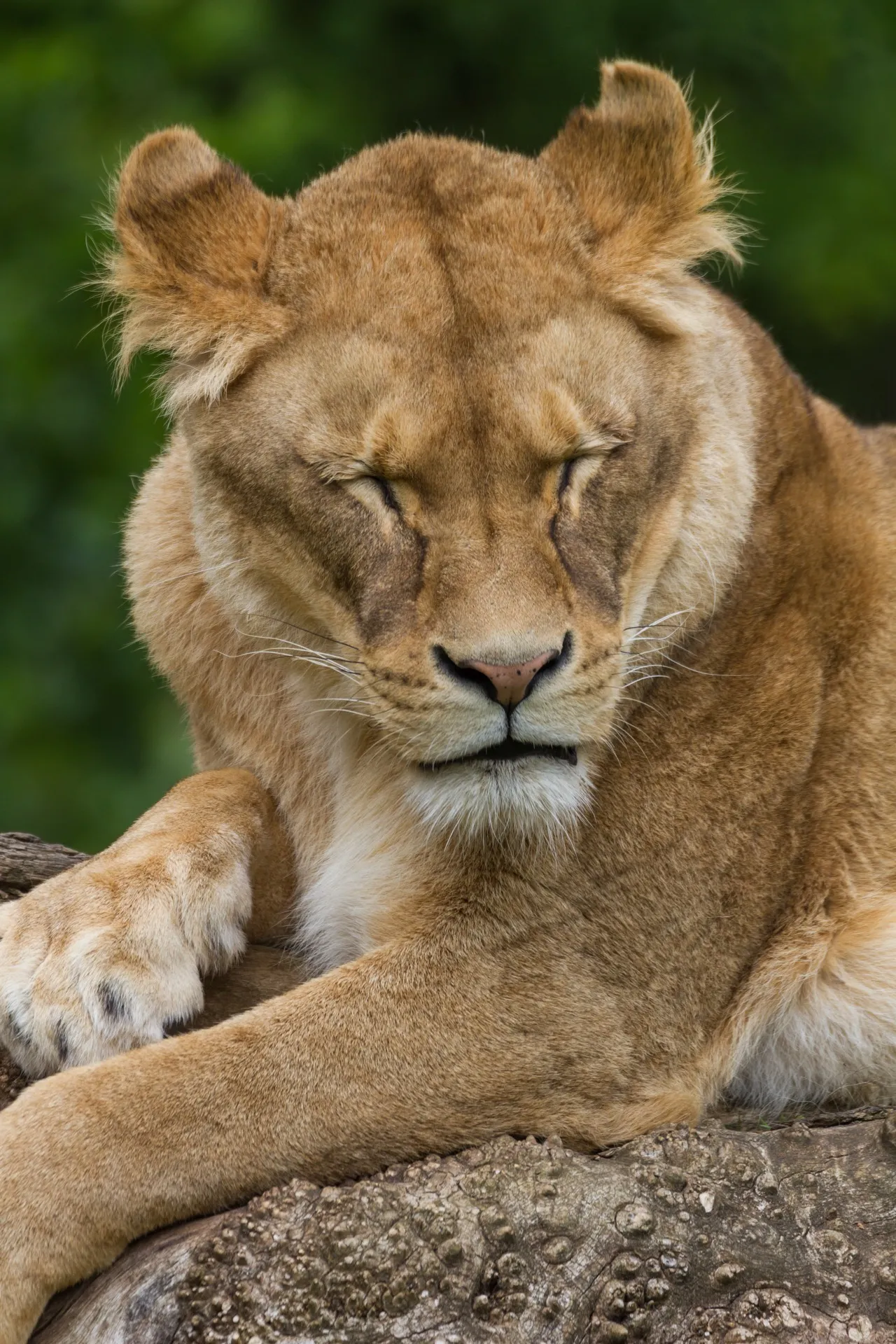 Lion - GaiaZOO