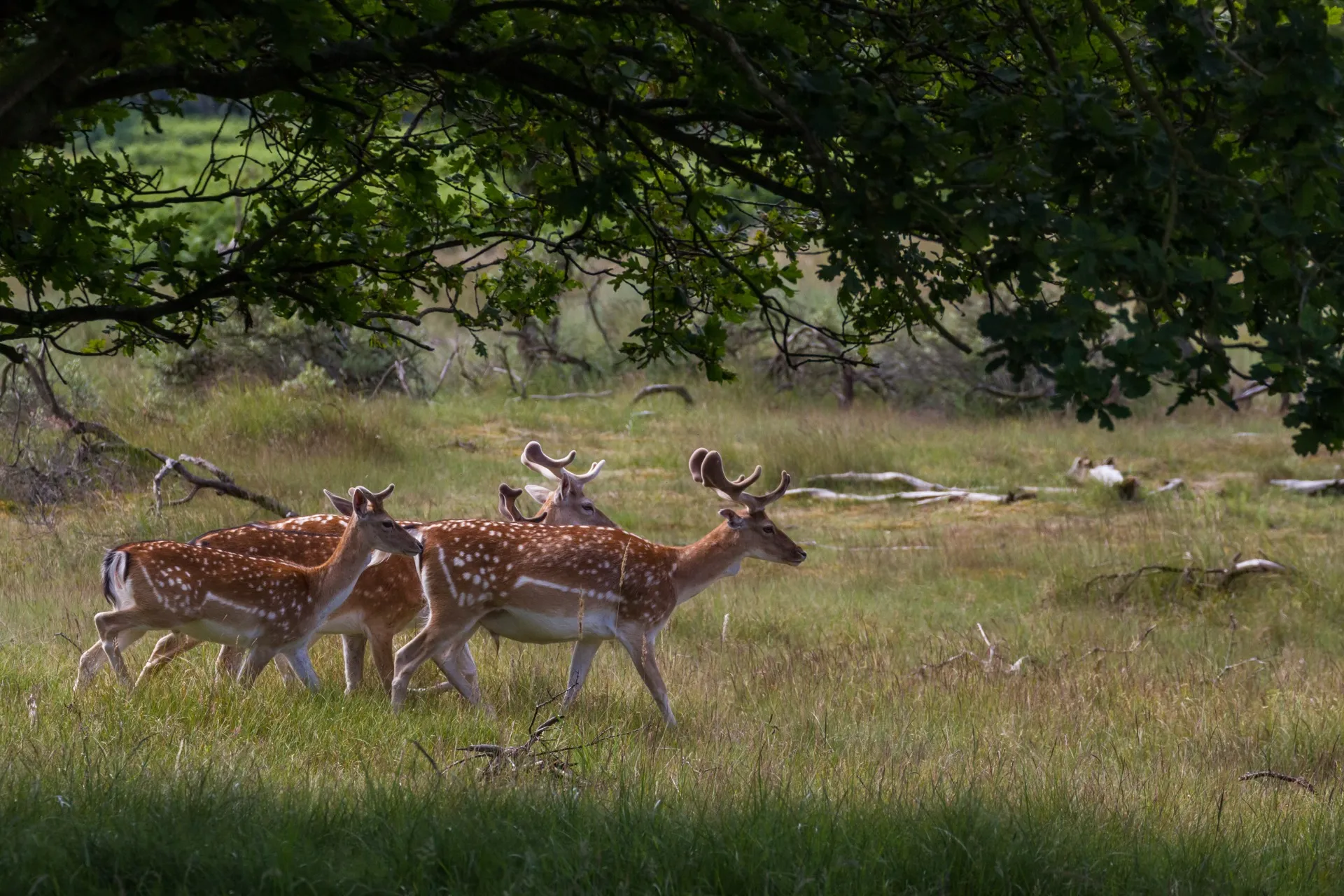 Deer - Amsterdamse Waterleidingduinen