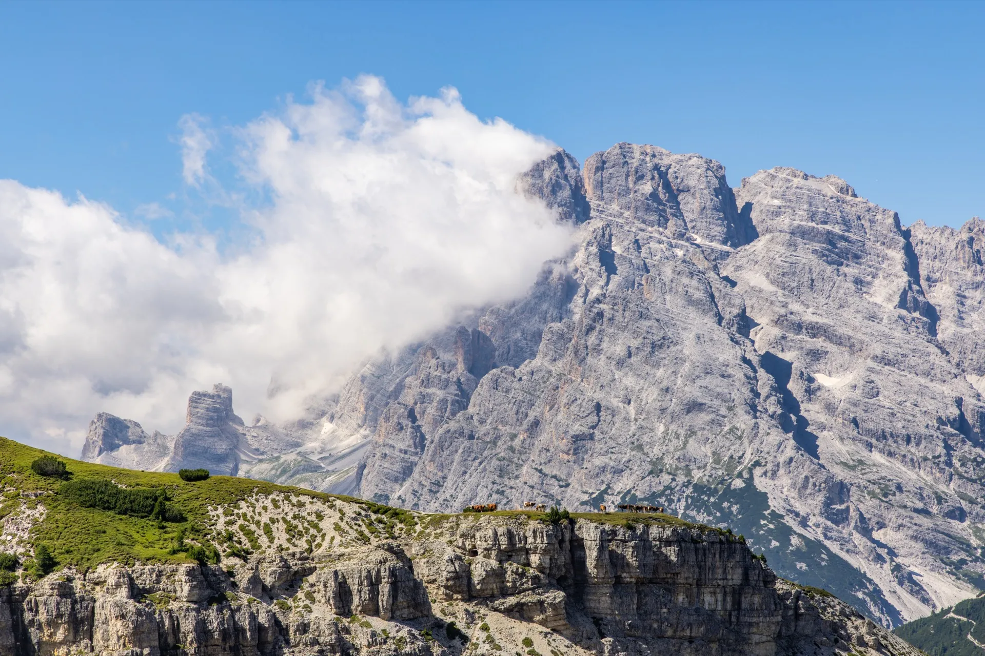 Cows at Tre Cima di Lavaredo - Dolomites Italy