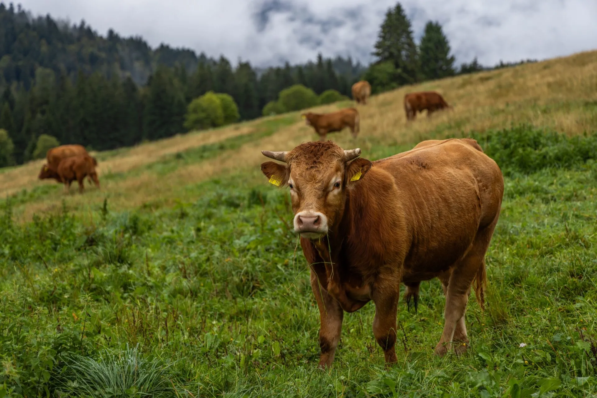 Young Bull - Black Forrest Germany