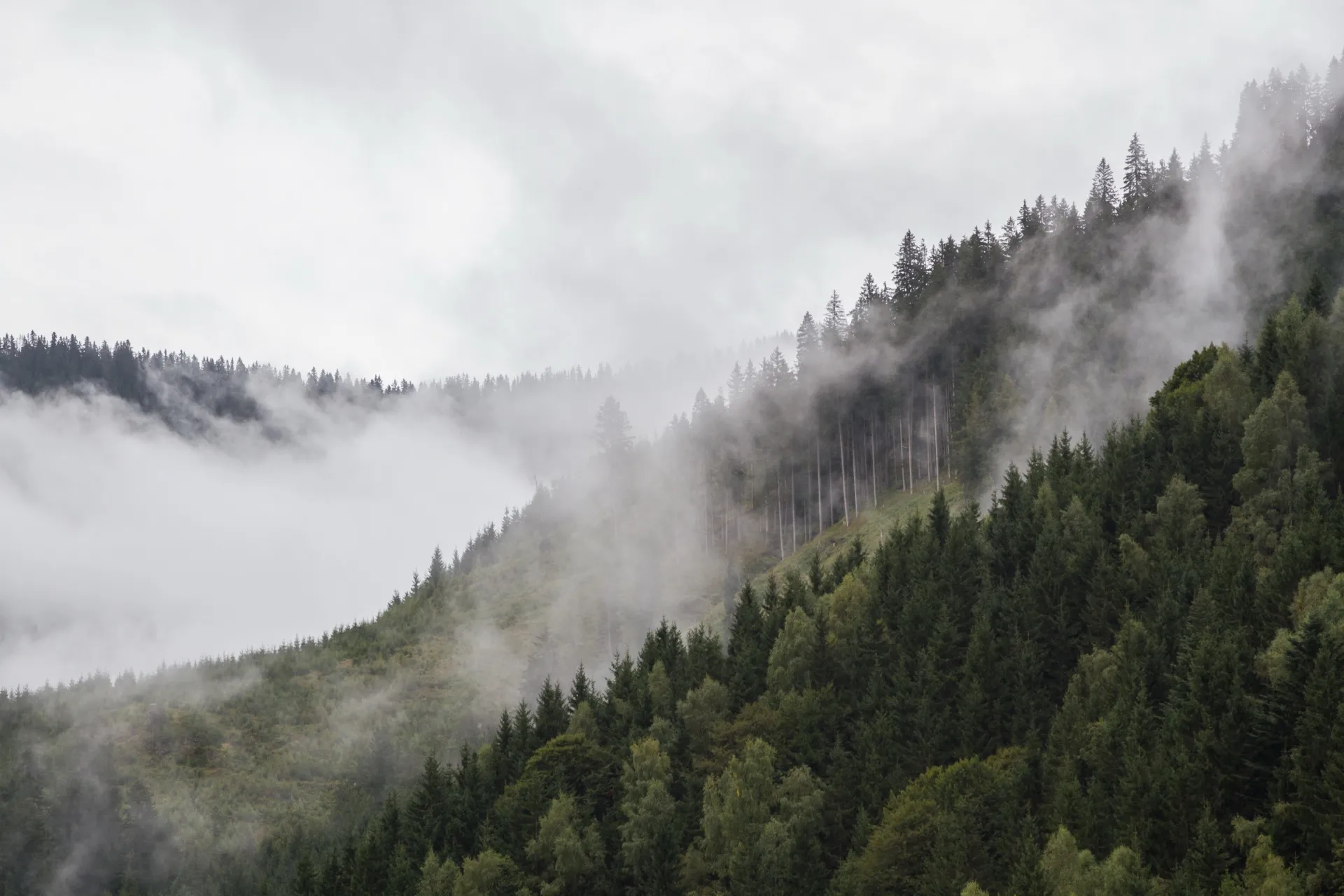 Misty Morning - Viehhofen Austria