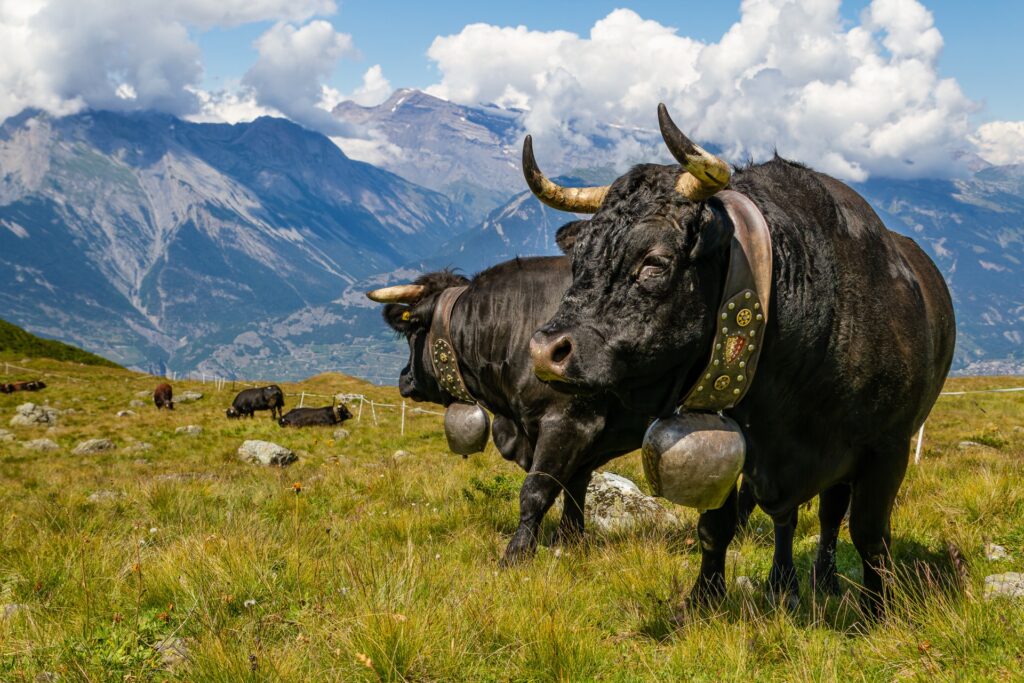 Swiss Cows - Veysonnaz Switzerland
