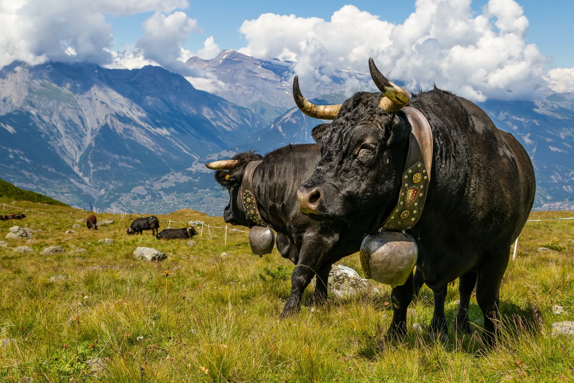 Swiss Cows - Veysonnaz Switzerland