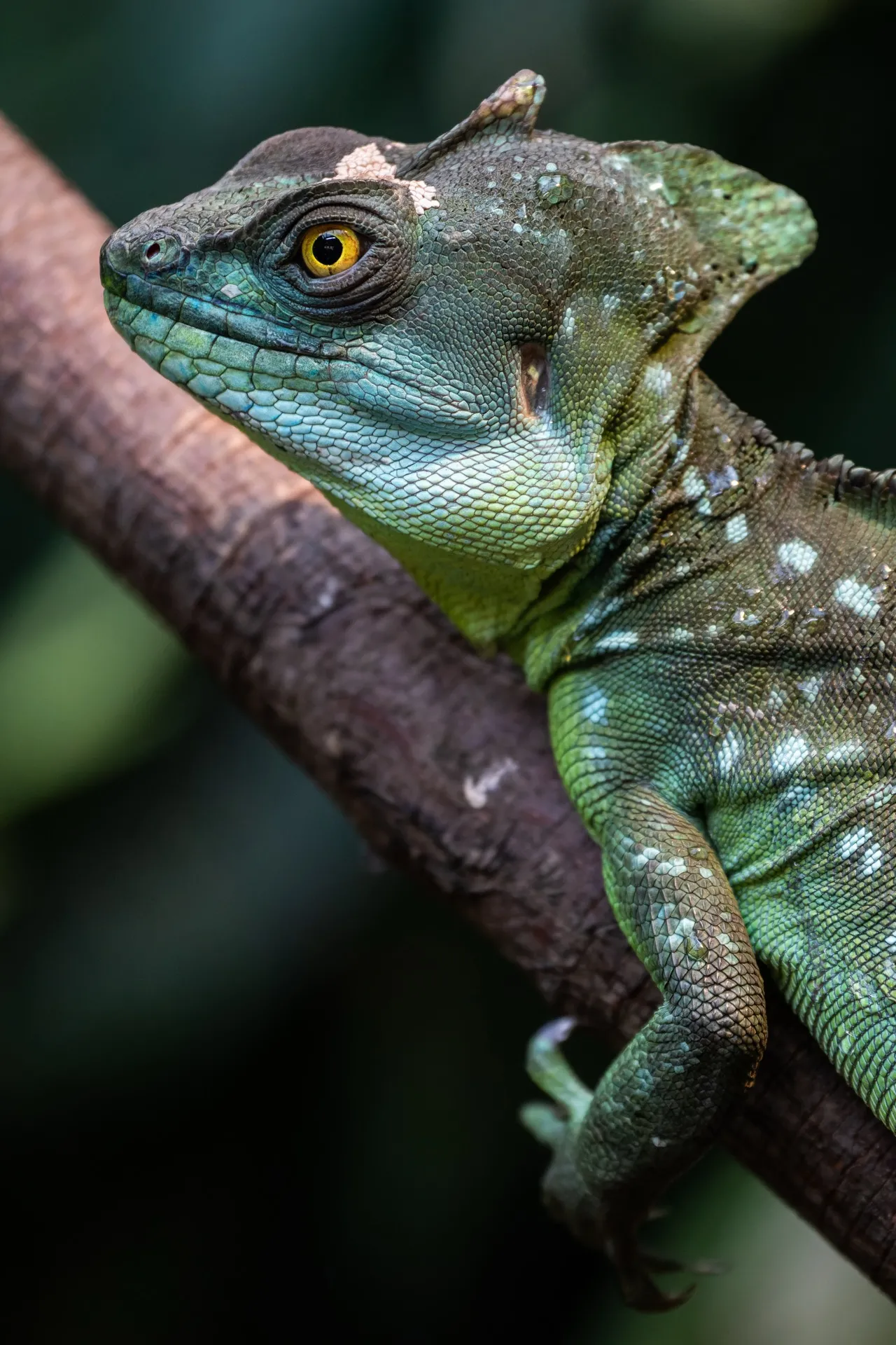 Green Basilisk - Blijdorp Rotterdam