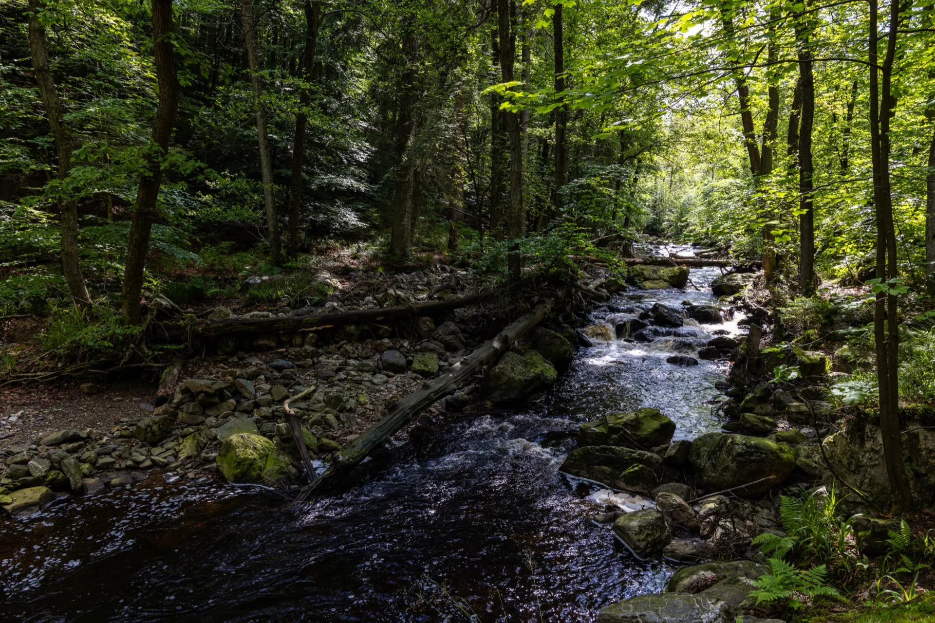 La Hoëgne trail - Ardennes Belgium