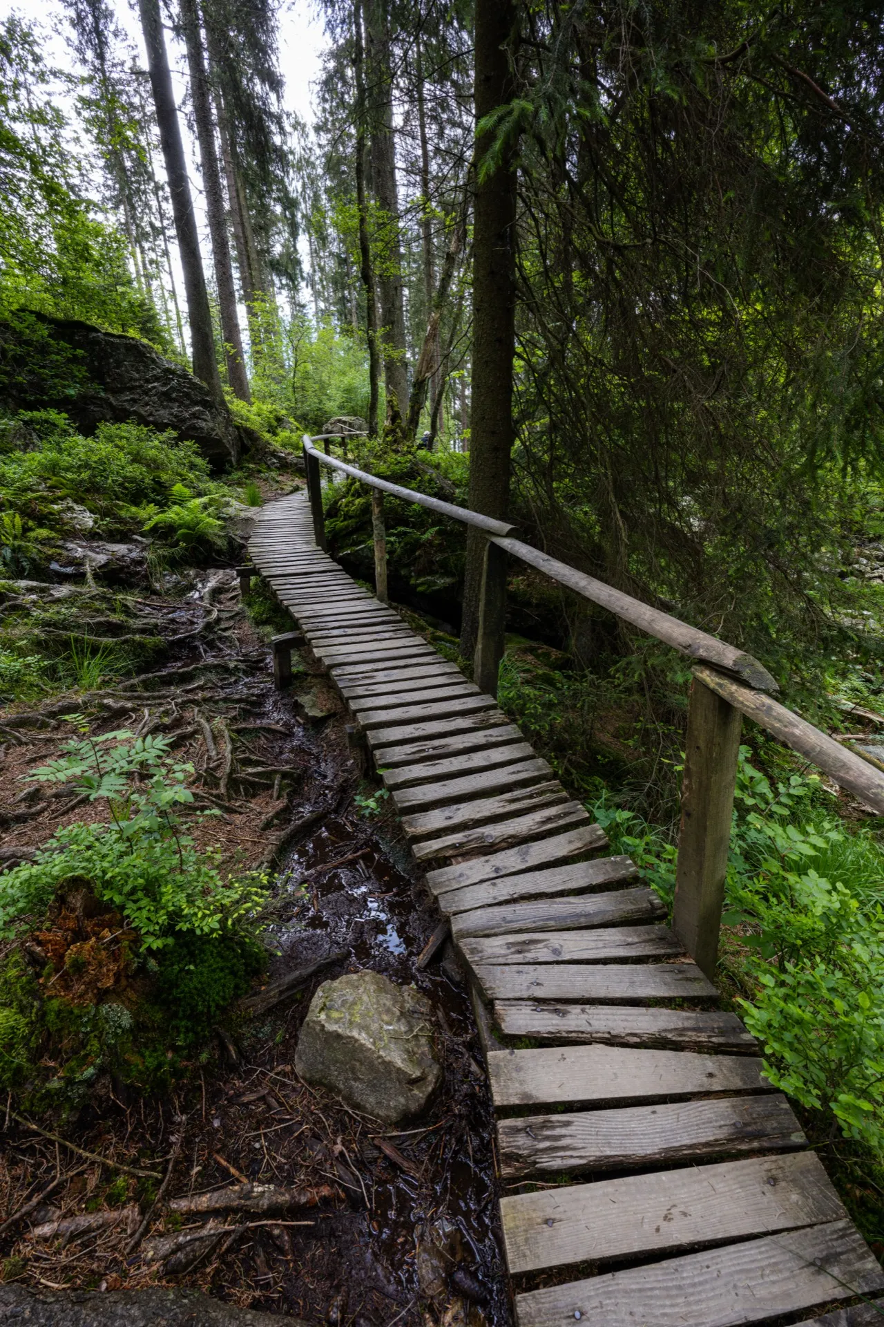 La Hoëgne trail - Ardennes Belgium
