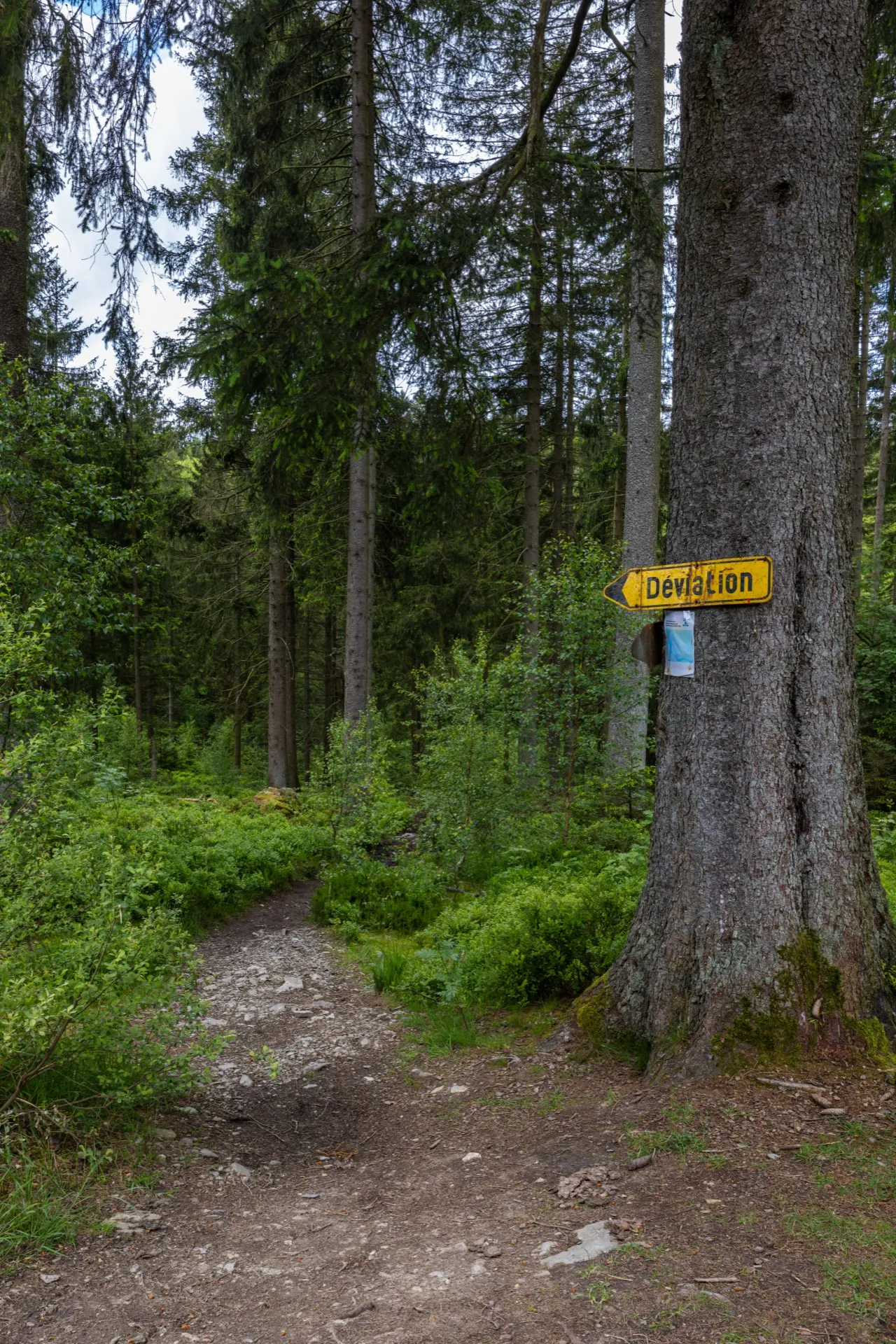 Detour La Hoëgne trail - Ardennes Belgium