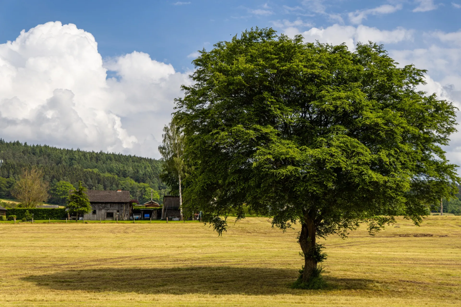 Lonely tree Coo - Ardennes Belgium