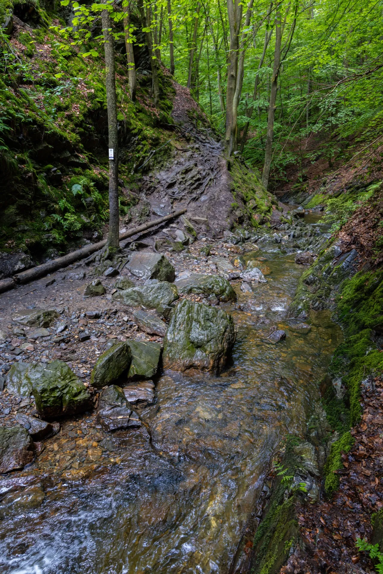 Fun part Ninglinspo trail - Ardennes Belgium