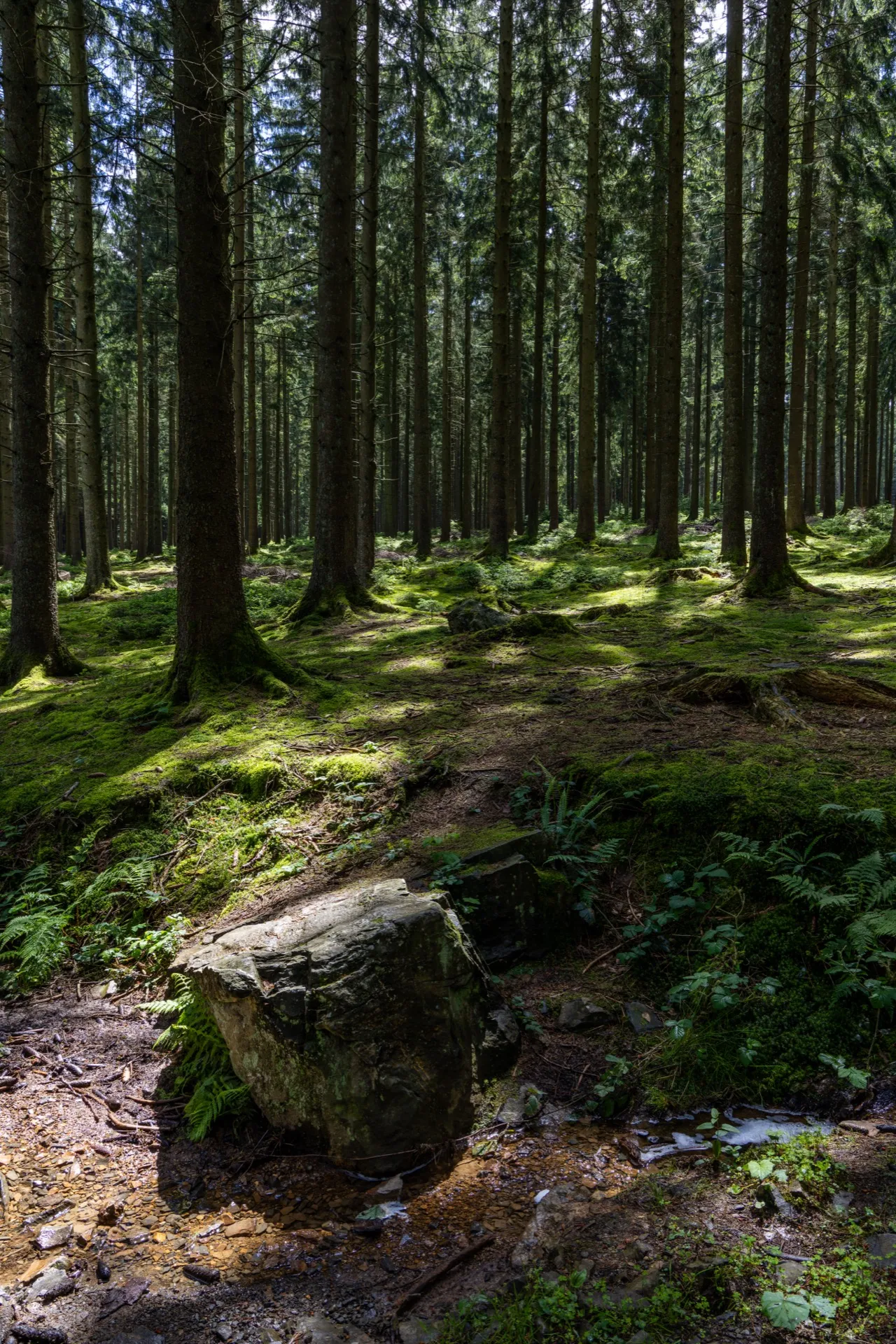 Forest Ninglinspo trail - Ardennes Belgium