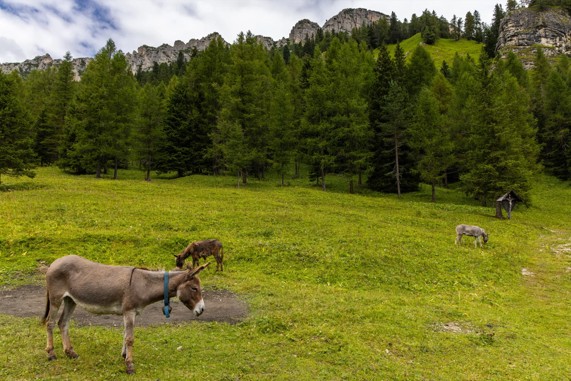 Donkeys at Lago di Misurina - Dolomites Italy