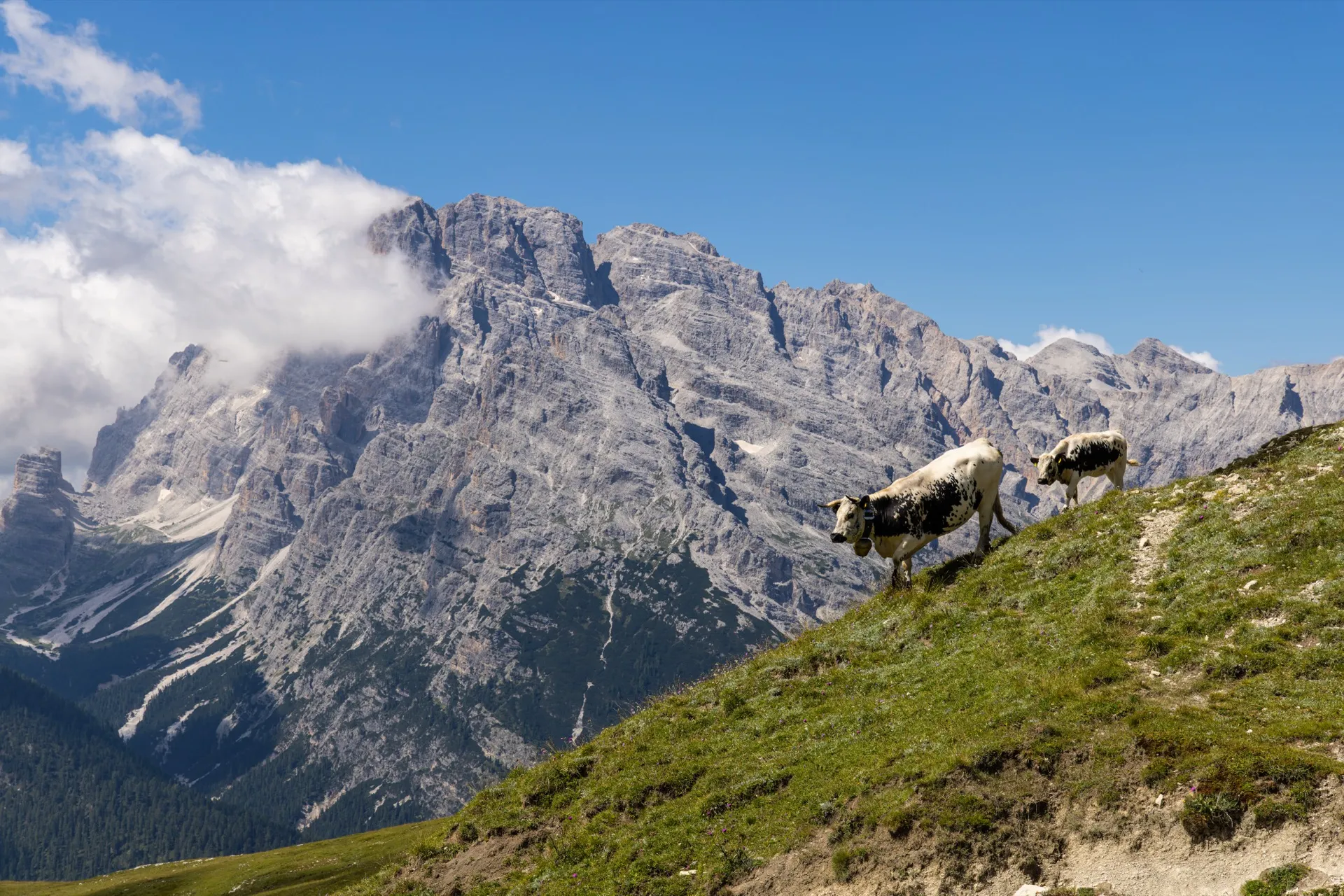 Cows on Tre Cima di Lavaredo - Dolomites Italy