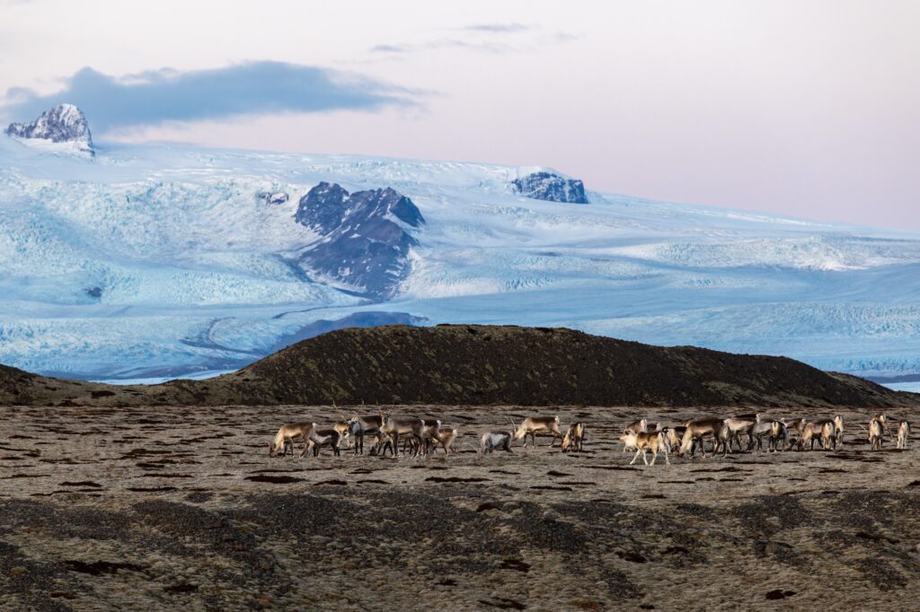 Herd of reindeer - Iceland