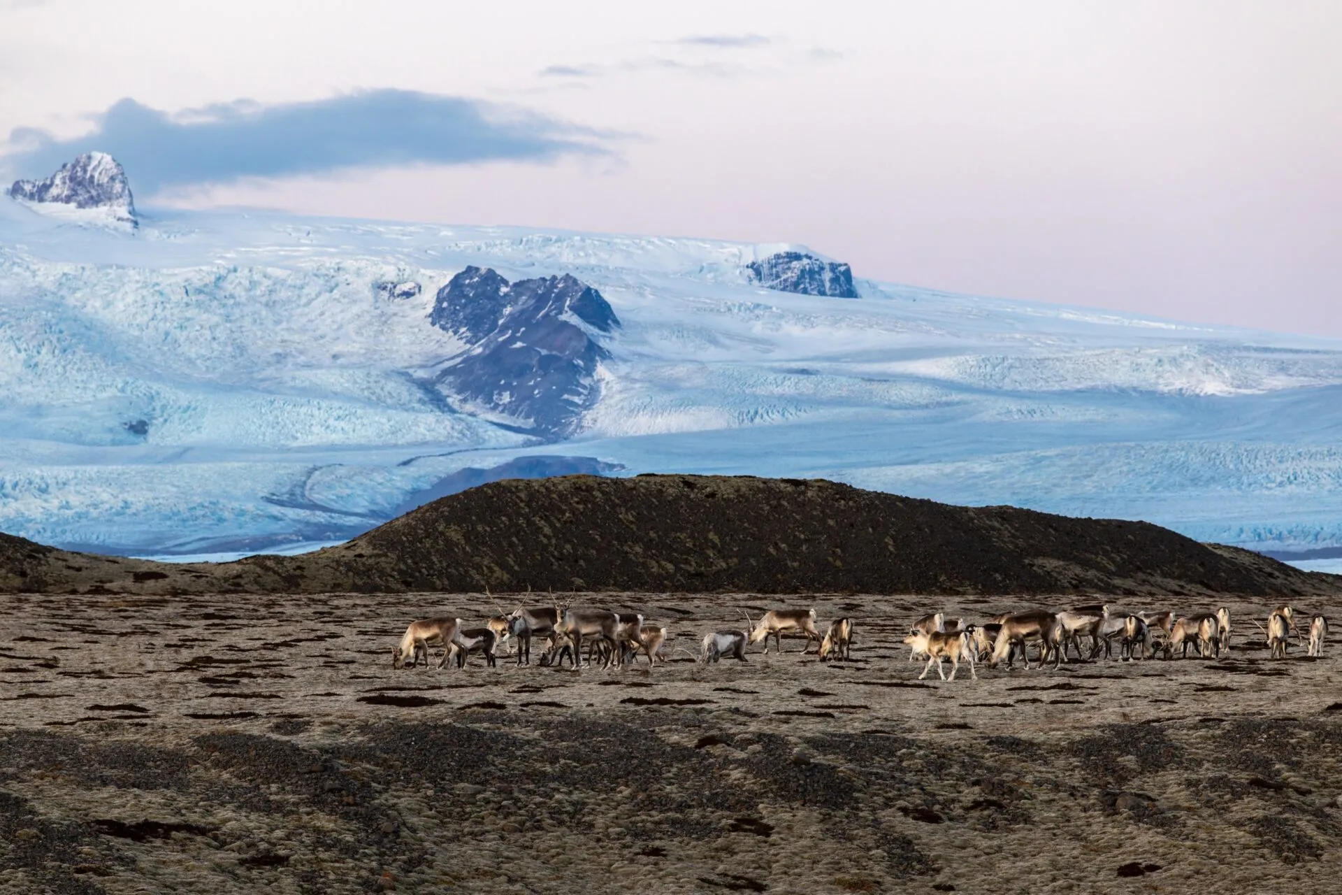 Herd of reindeer - Iceland