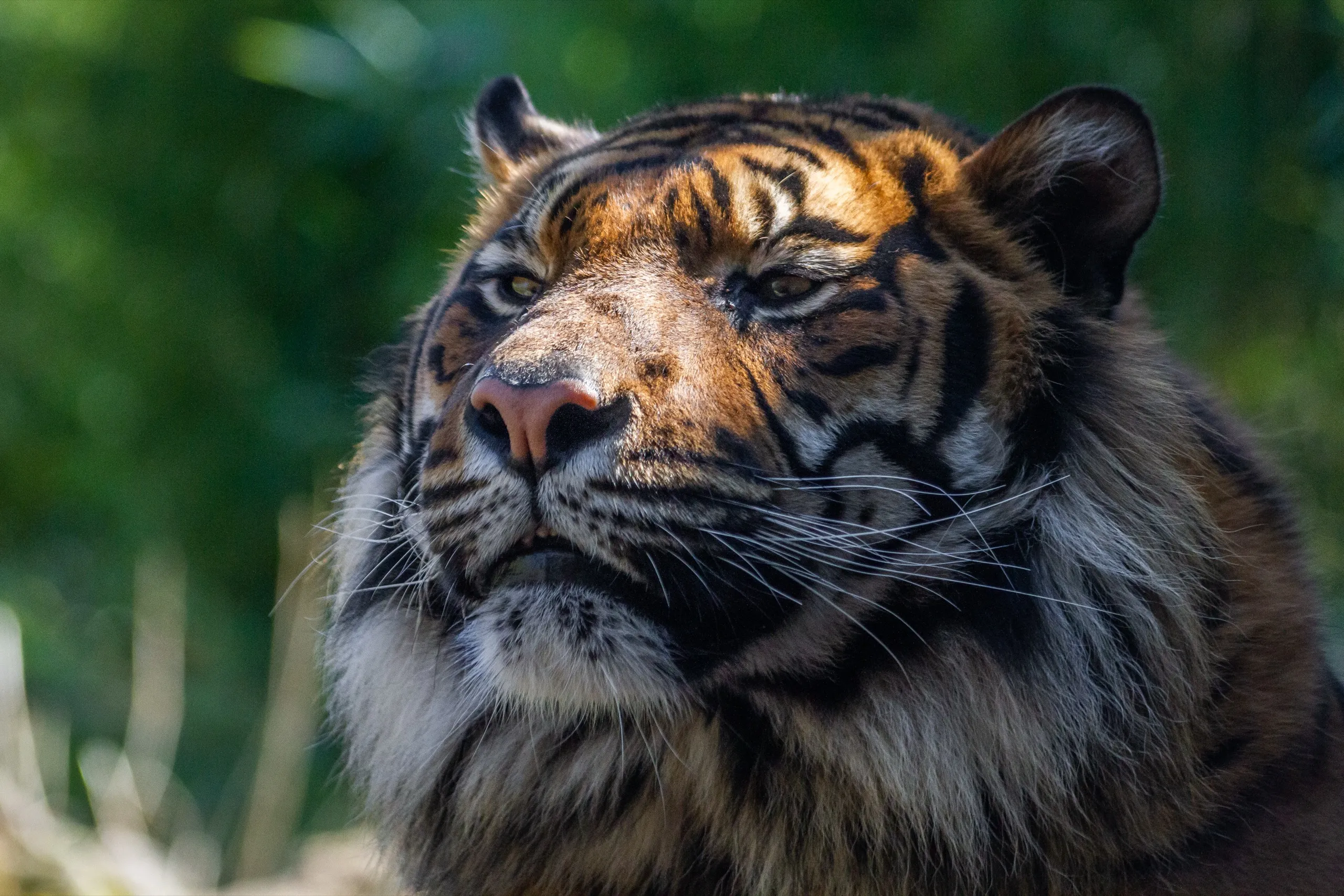 Sumatran Tiger - Blijdorp Rotterdam