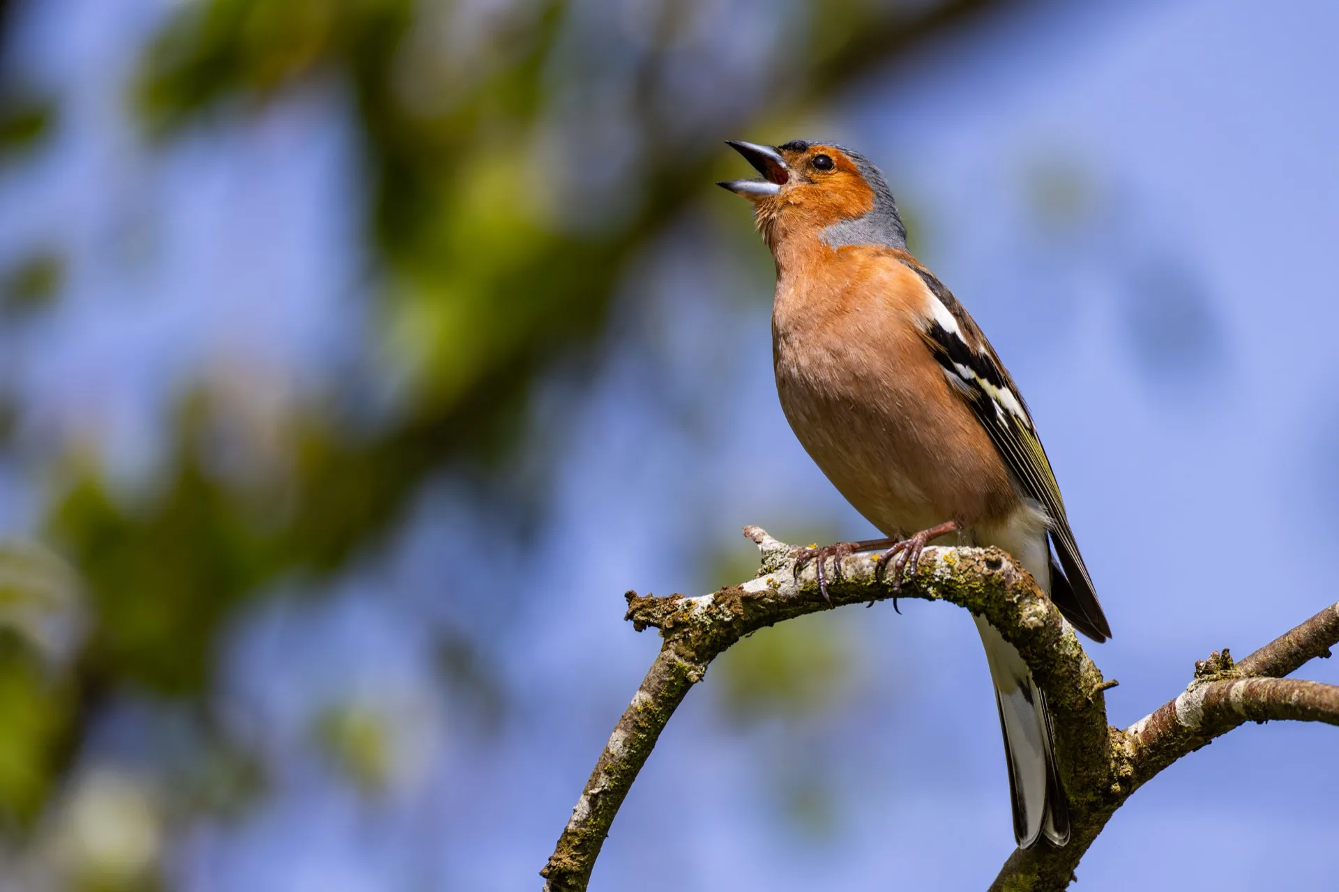 Finch - Amsterdamse Waterleidingduinen