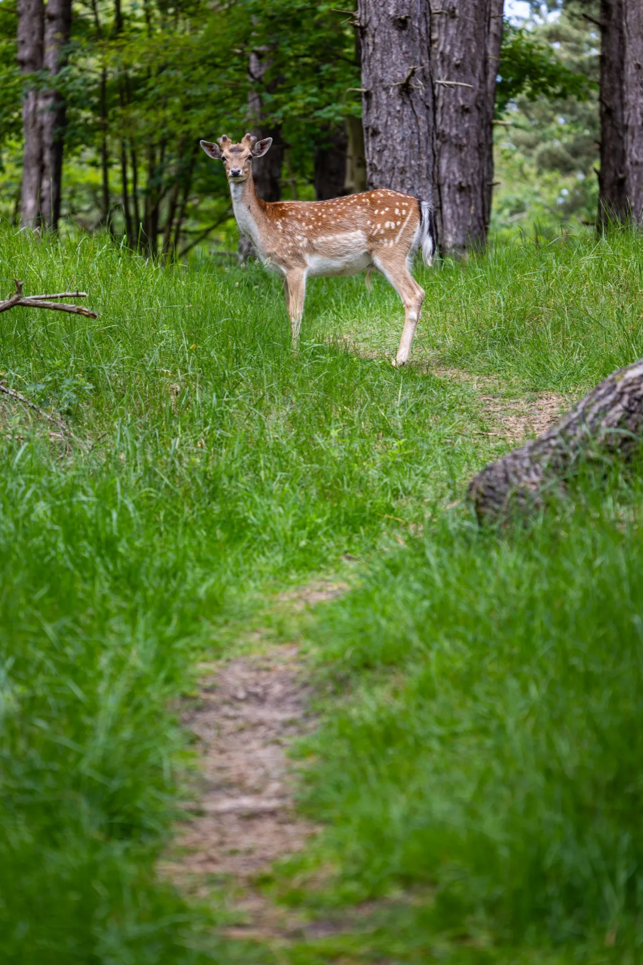 Deer - Amsterdamse Waterleidingduinen