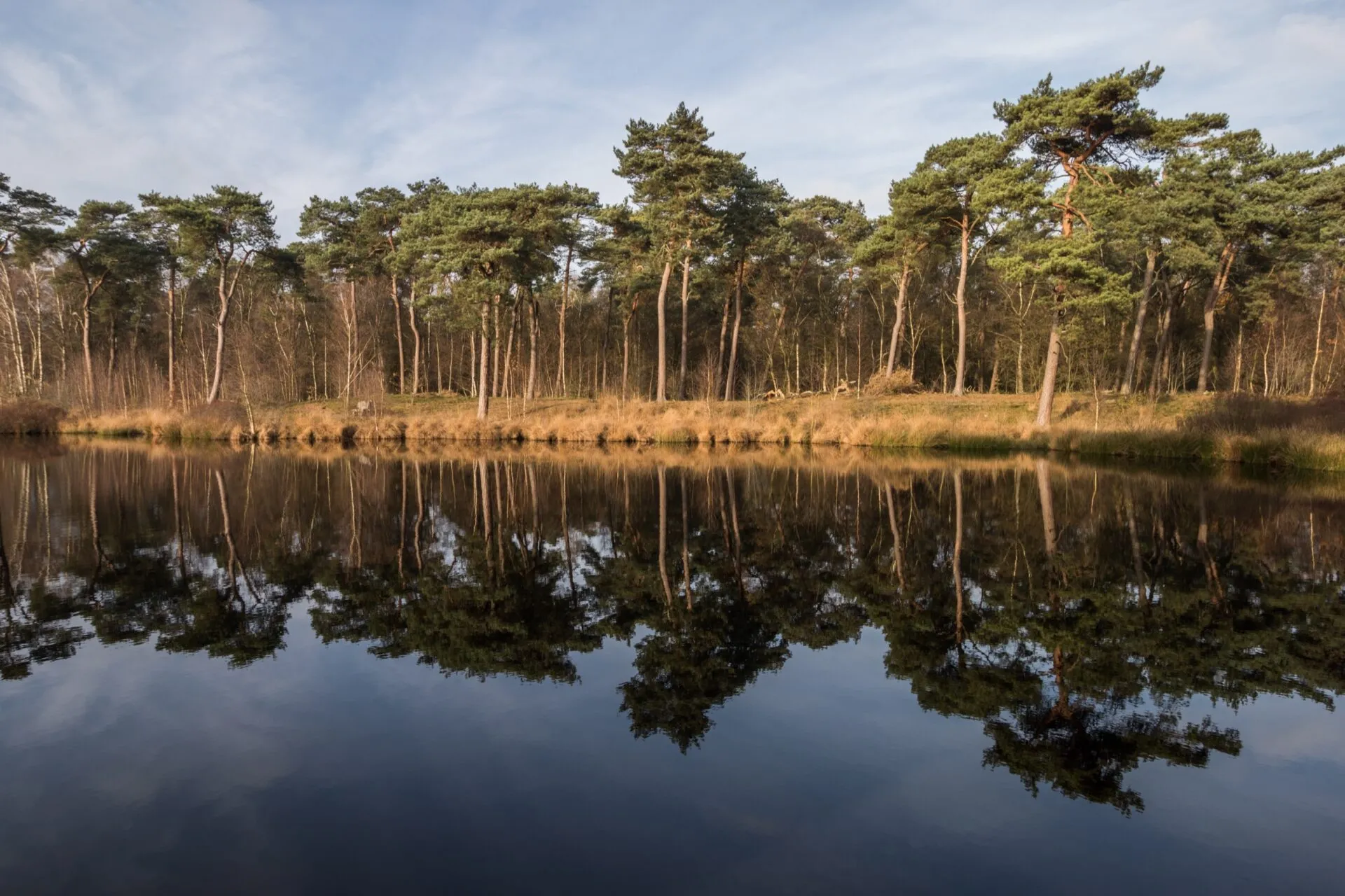 Diaconieven - Oisterwijkse Bossen en Vennen