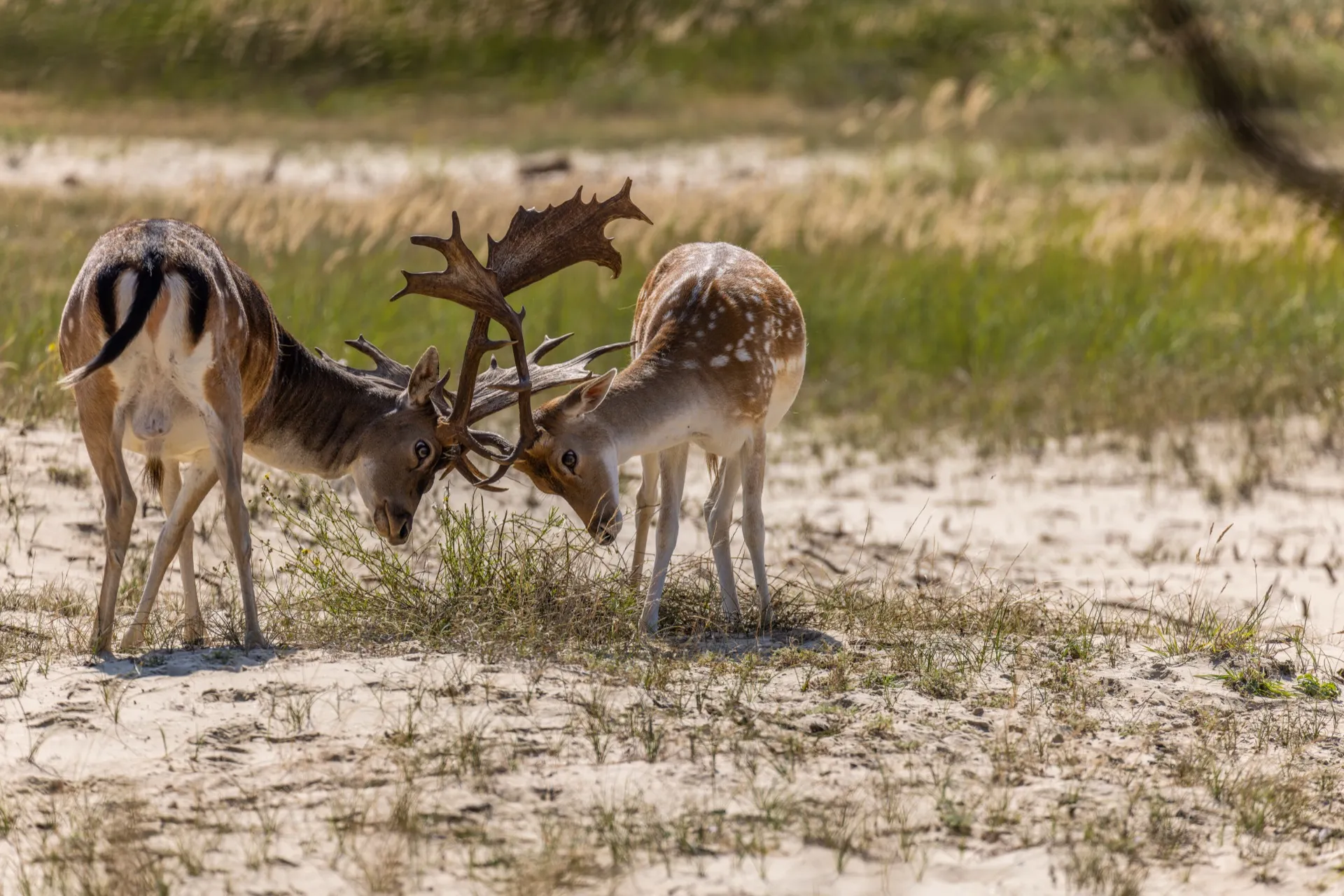 Deer battling - Amsterdamse Waterleidingduinen