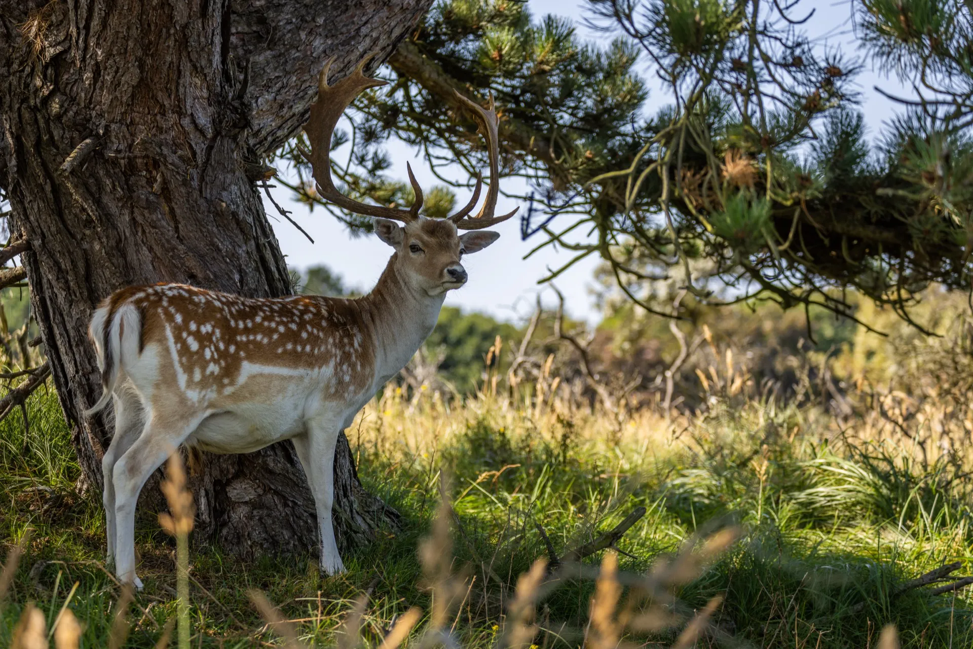 Deer - Amsterdamse Waterleidingduinen