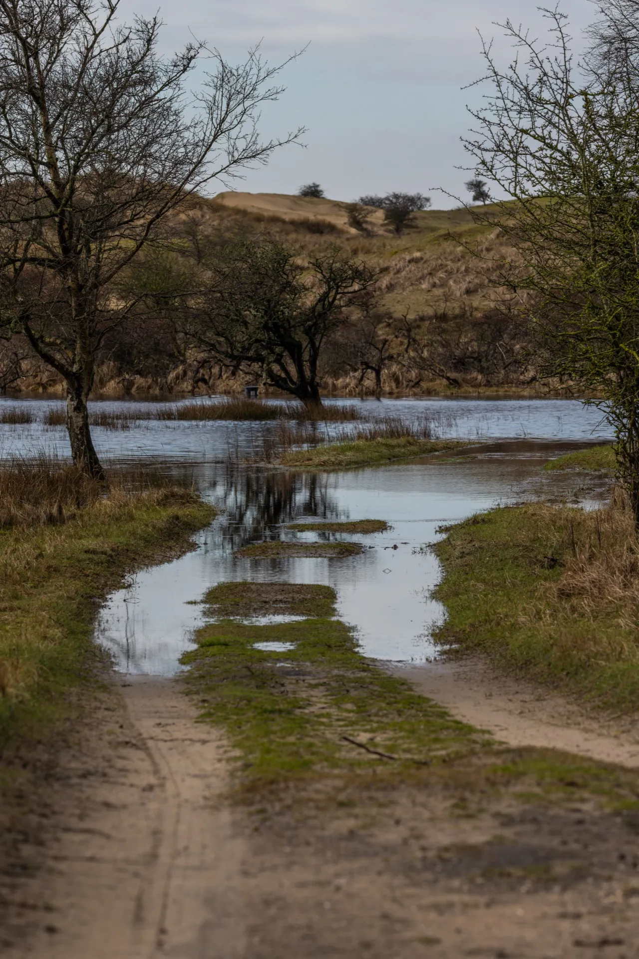 High water covering the path - Amsterdamse Waterleidingduinen