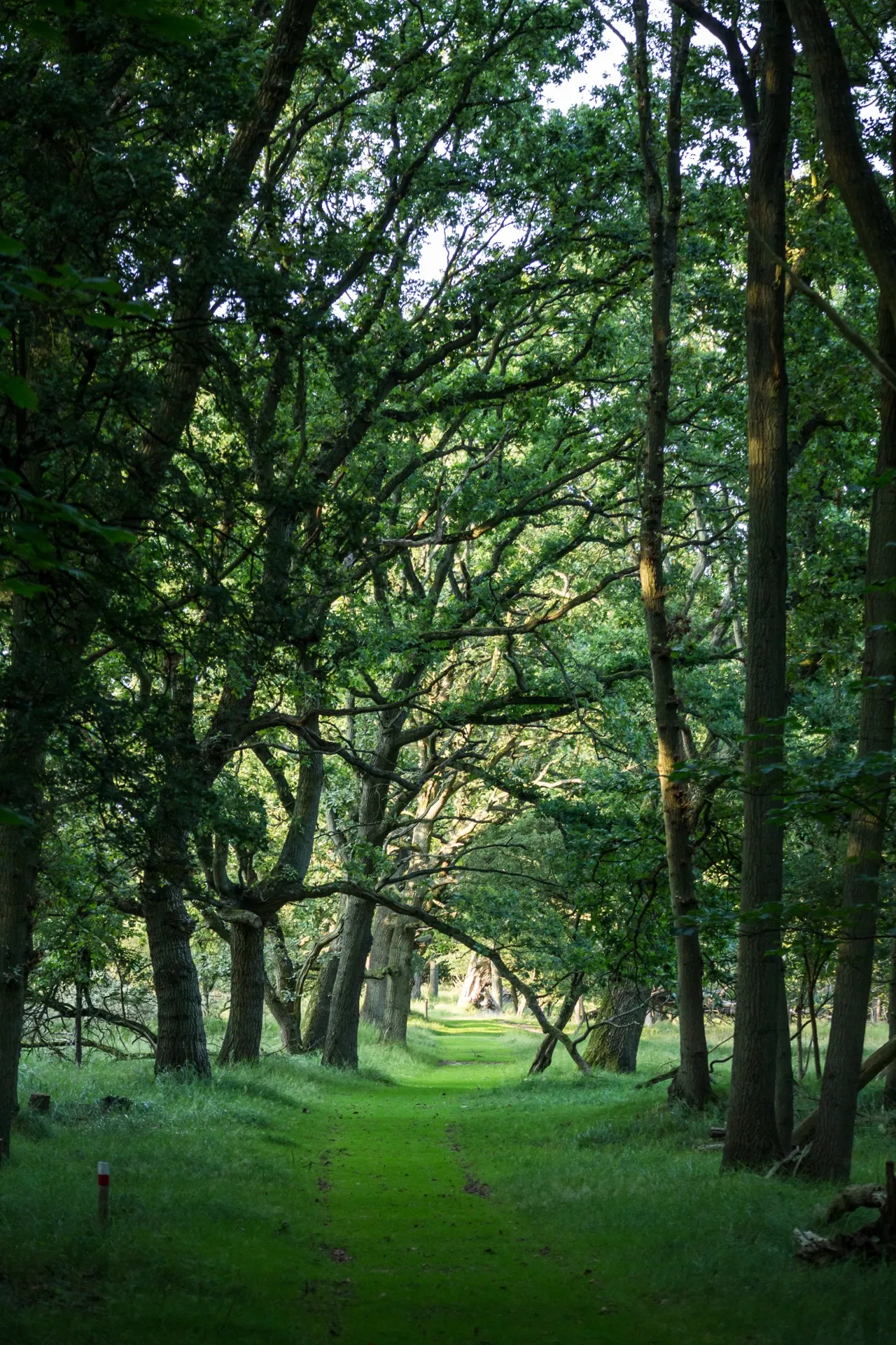 Dense Forrest - Amsterdamse Waterleidingduinen