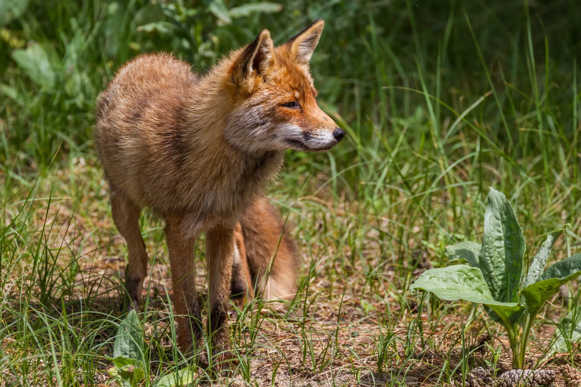 Fox - Amsterdamse Waterleidingduinen