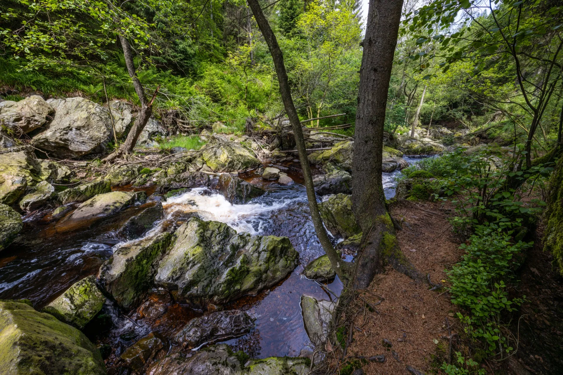 La Hoëgne trail - Ardennes Belgium