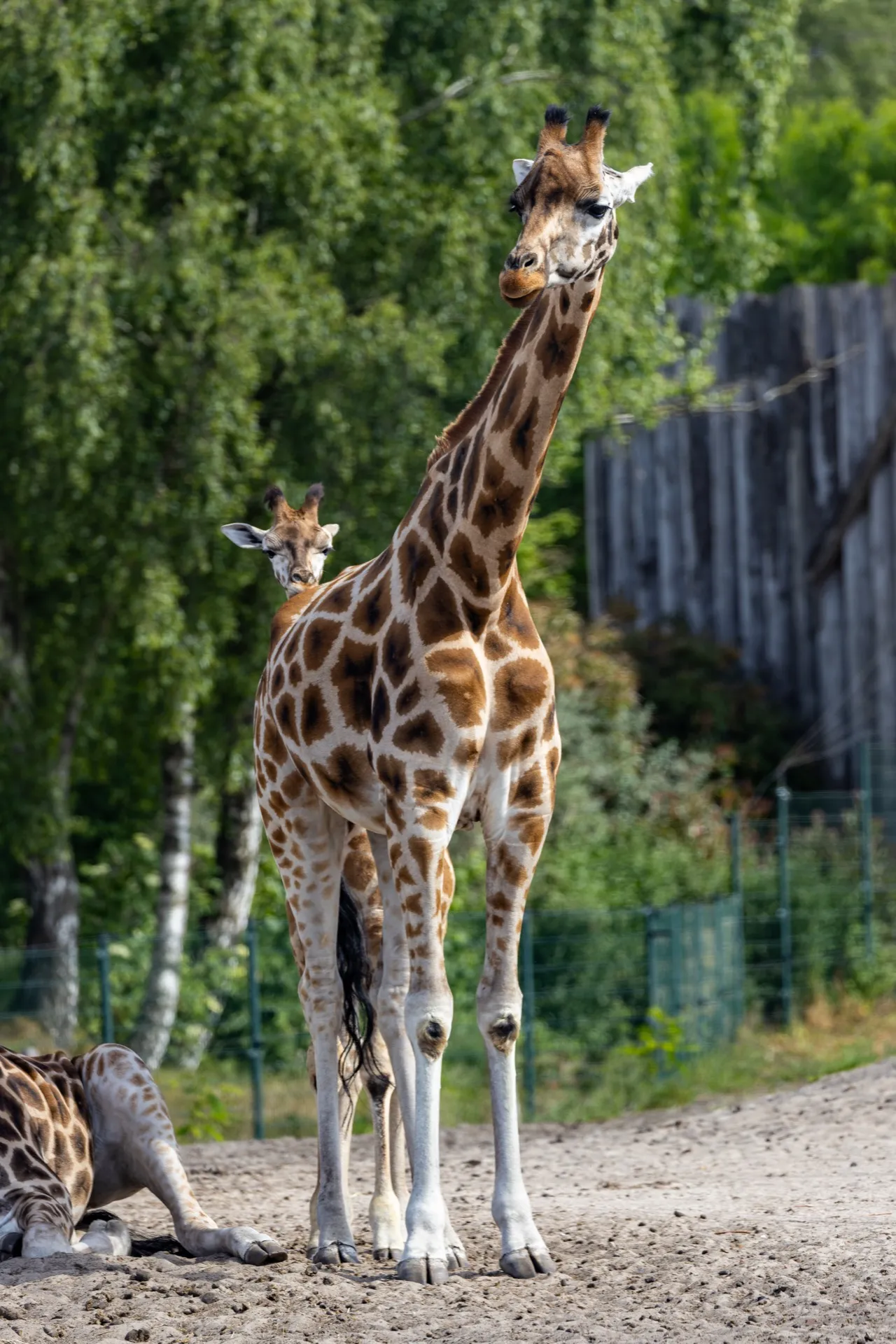 Giraffe - Safaripark Beekse Bergen