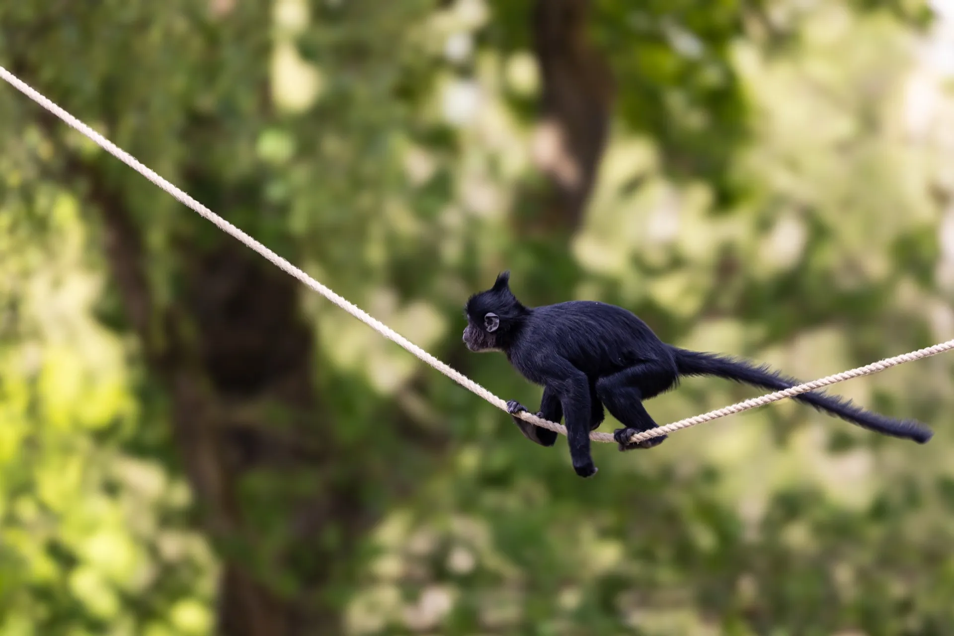 Black Crested Mangabey - Safaripark Beekse Bergen