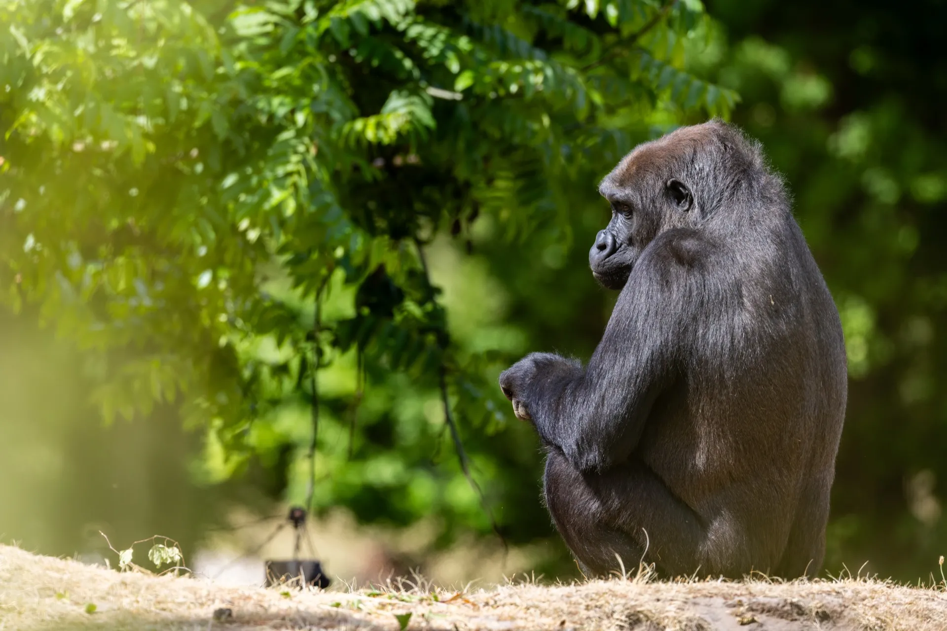 Gorilla - Safaripark Beekse Bergen