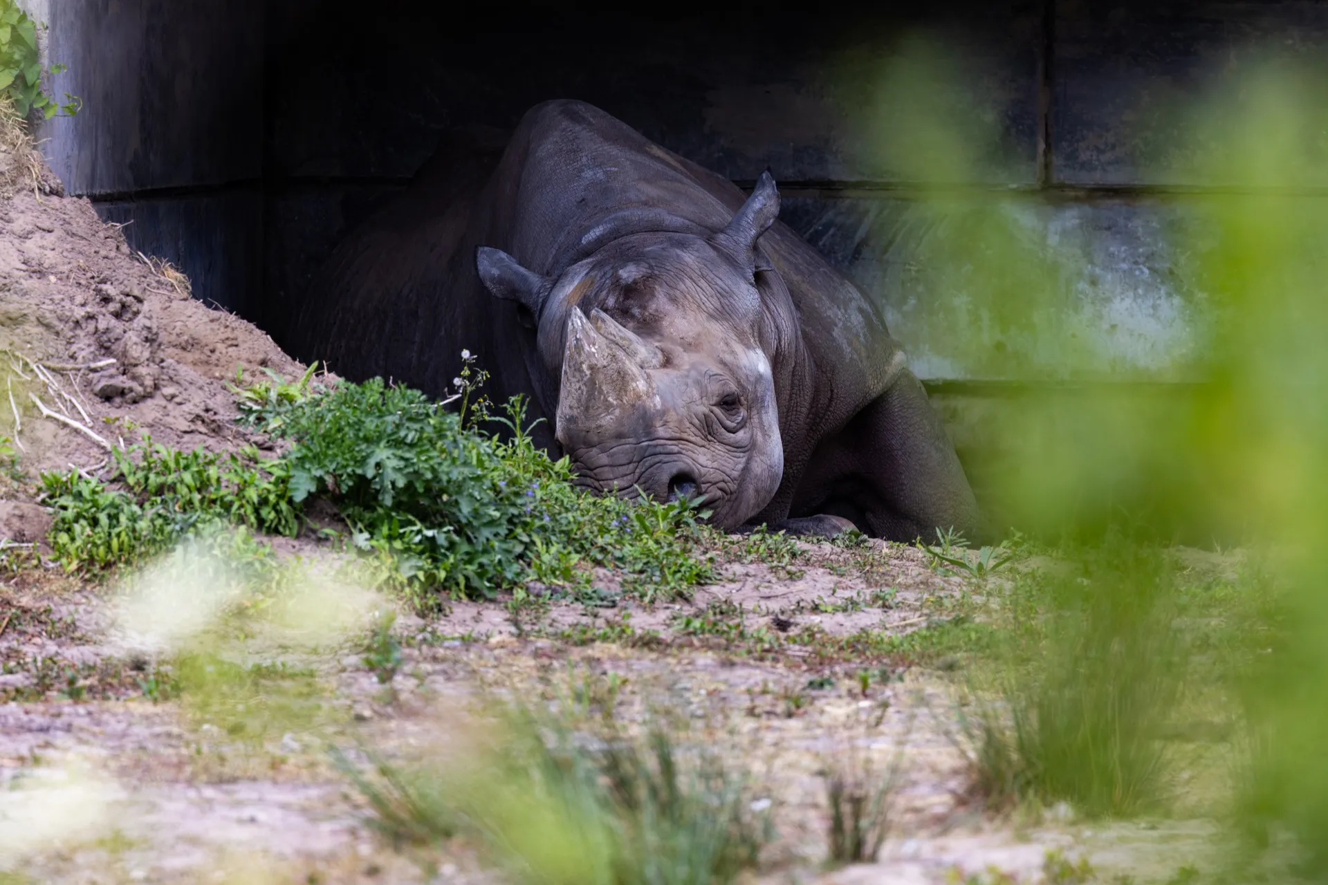 Sleeping hooked-lip Rhino - Safaripark Beekse Bergen